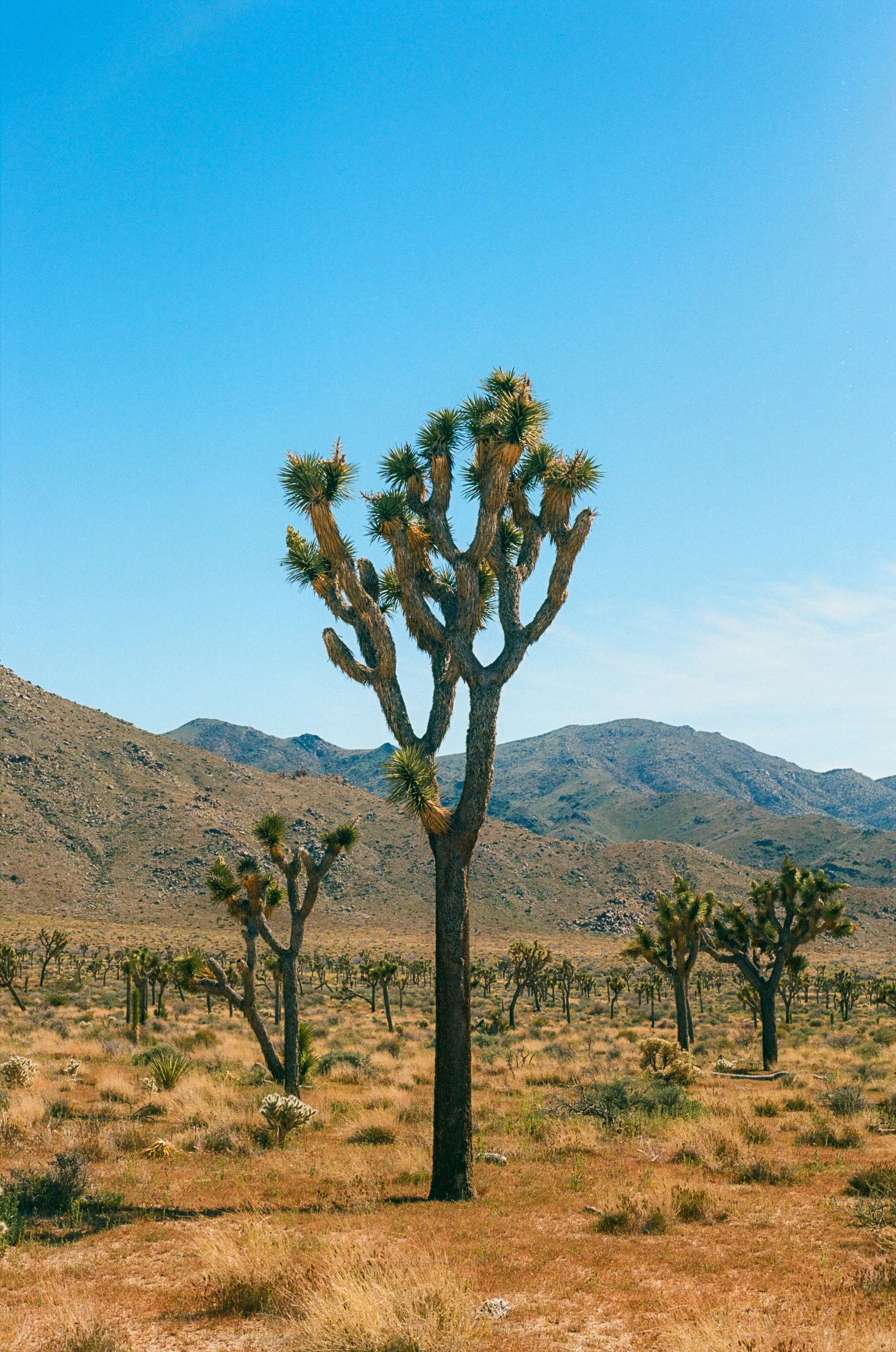 The Joshua Tree
