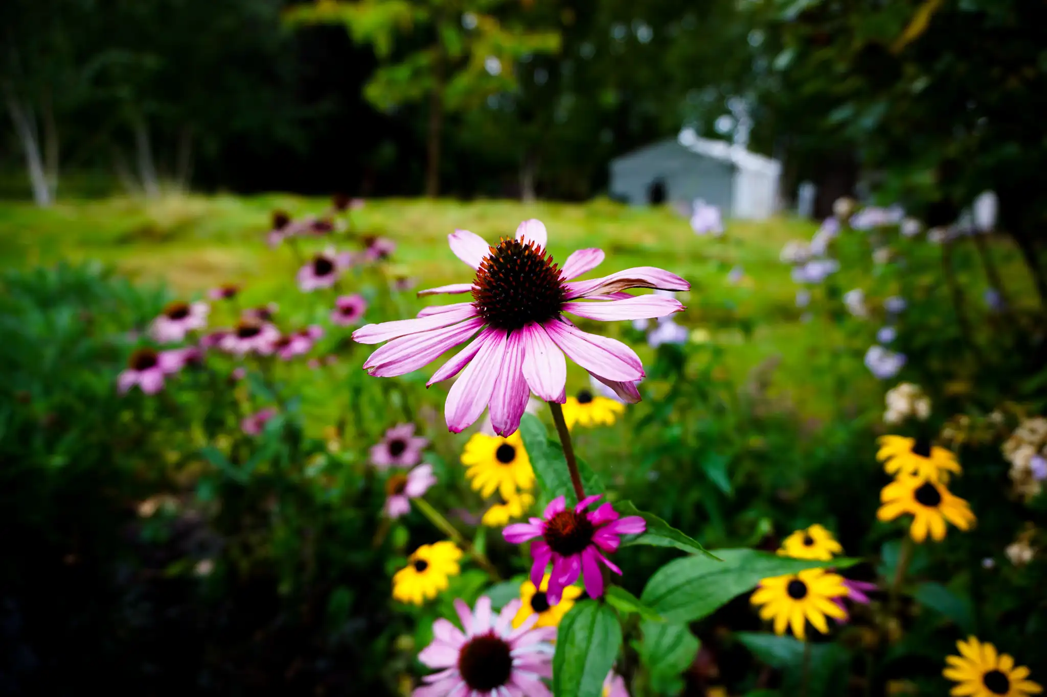 In Full Bloom