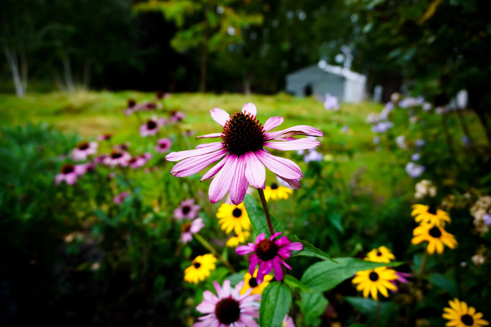 In Full Bloom