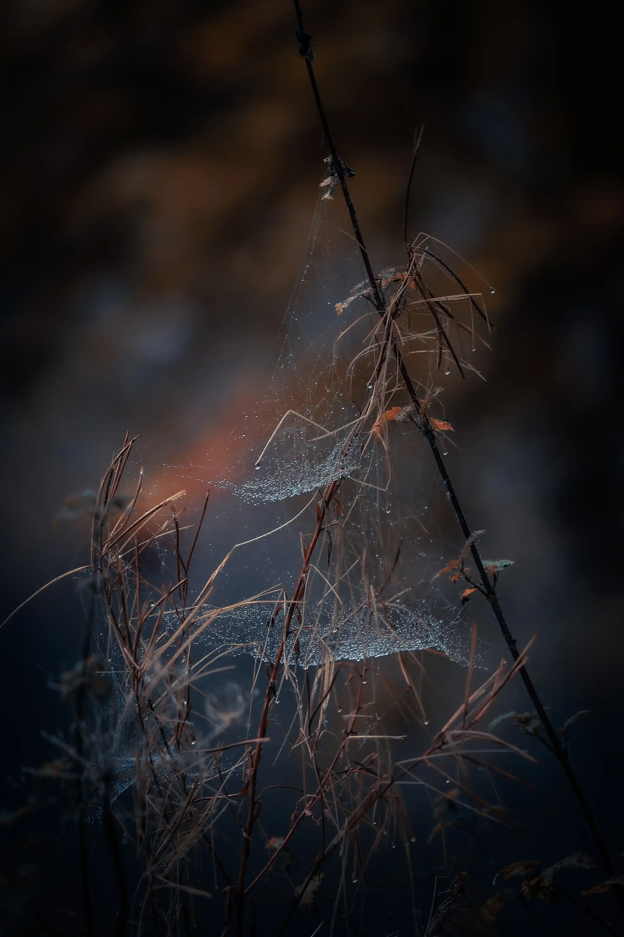 Web of dew-lightful moments