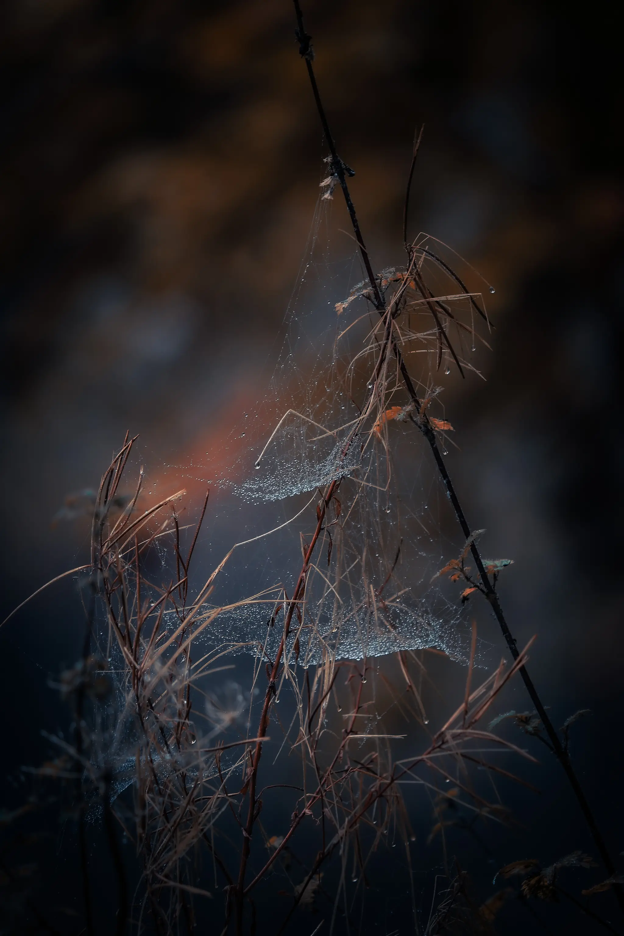 Web of dew-lightful moments