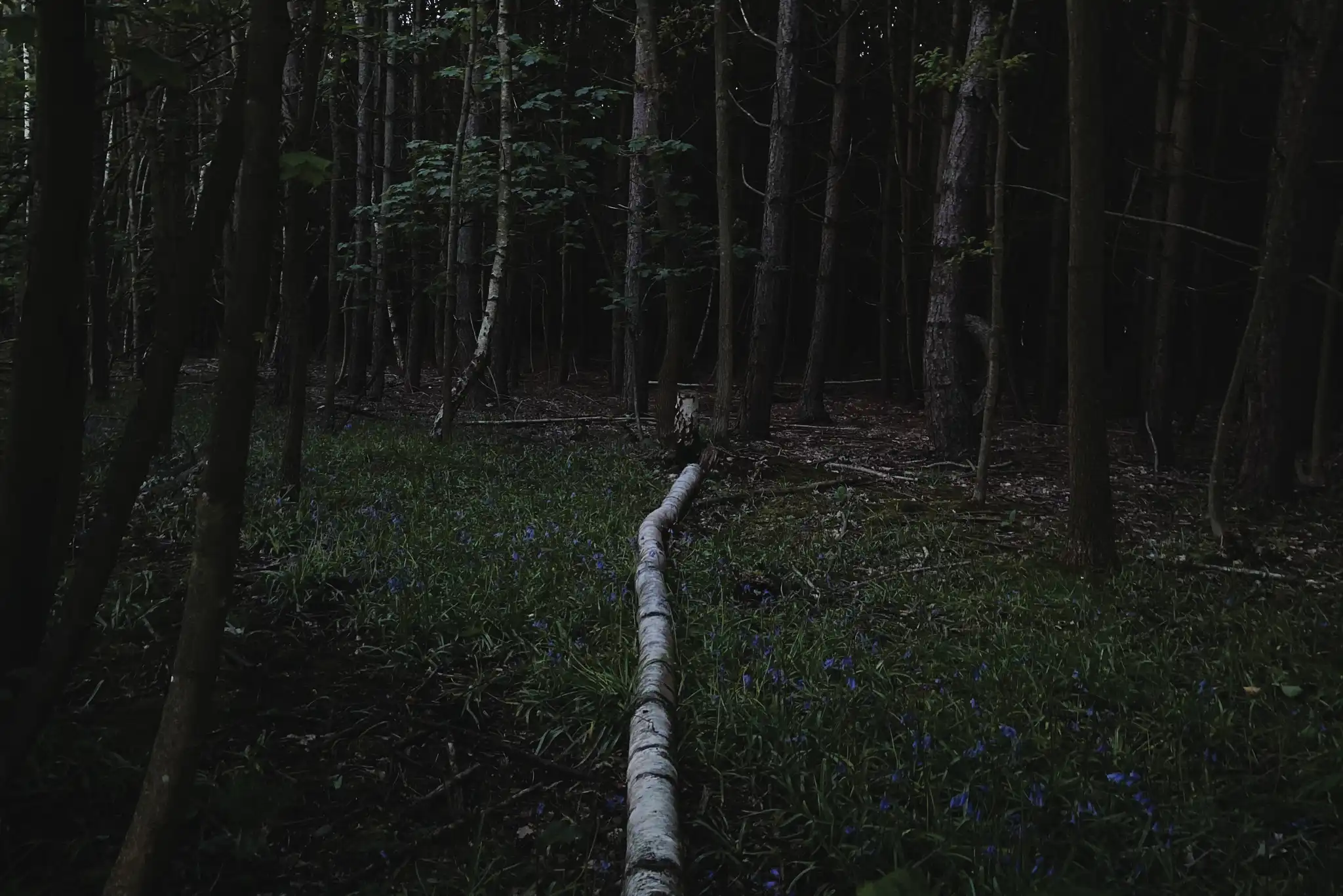 Wilderness