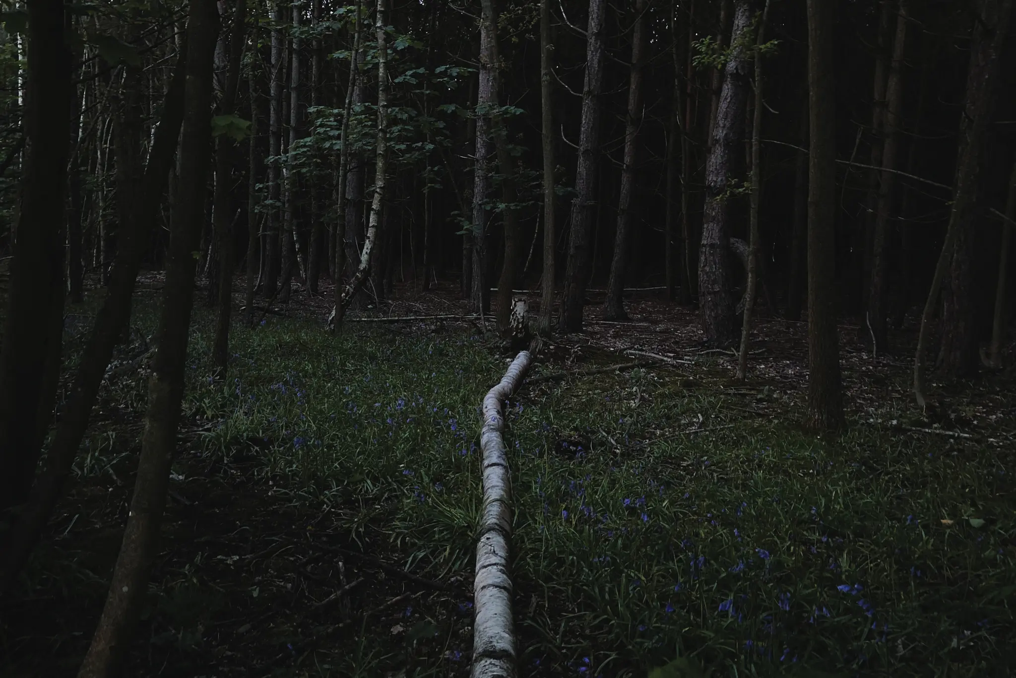 Wilderness