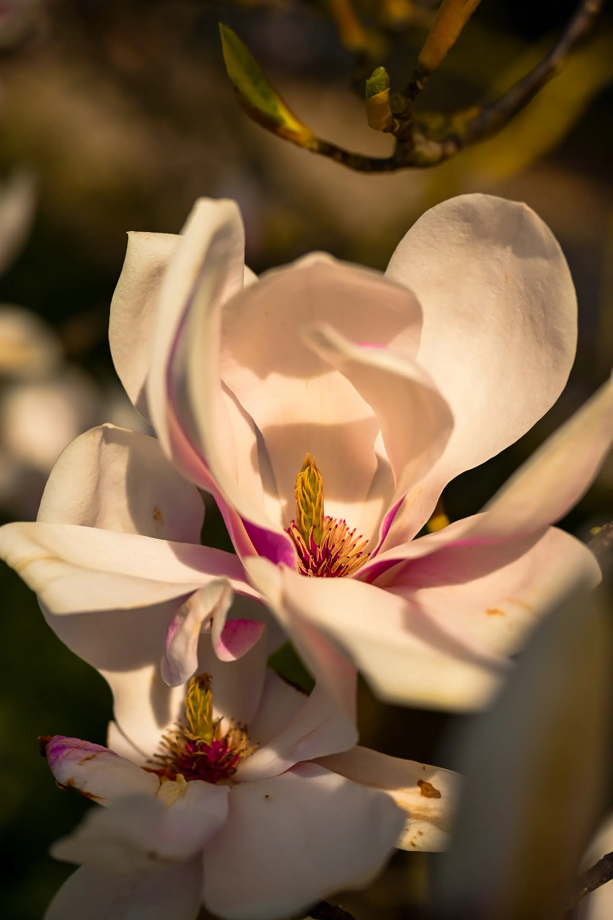 Magnolia 