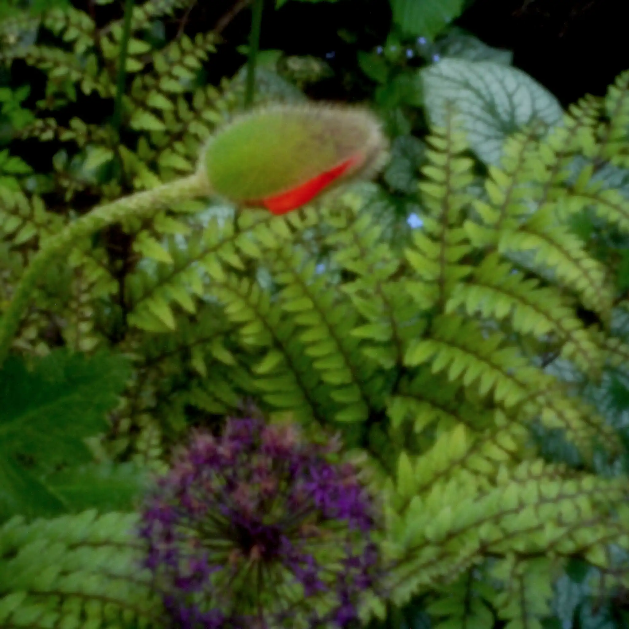 Pinhole number four 2020