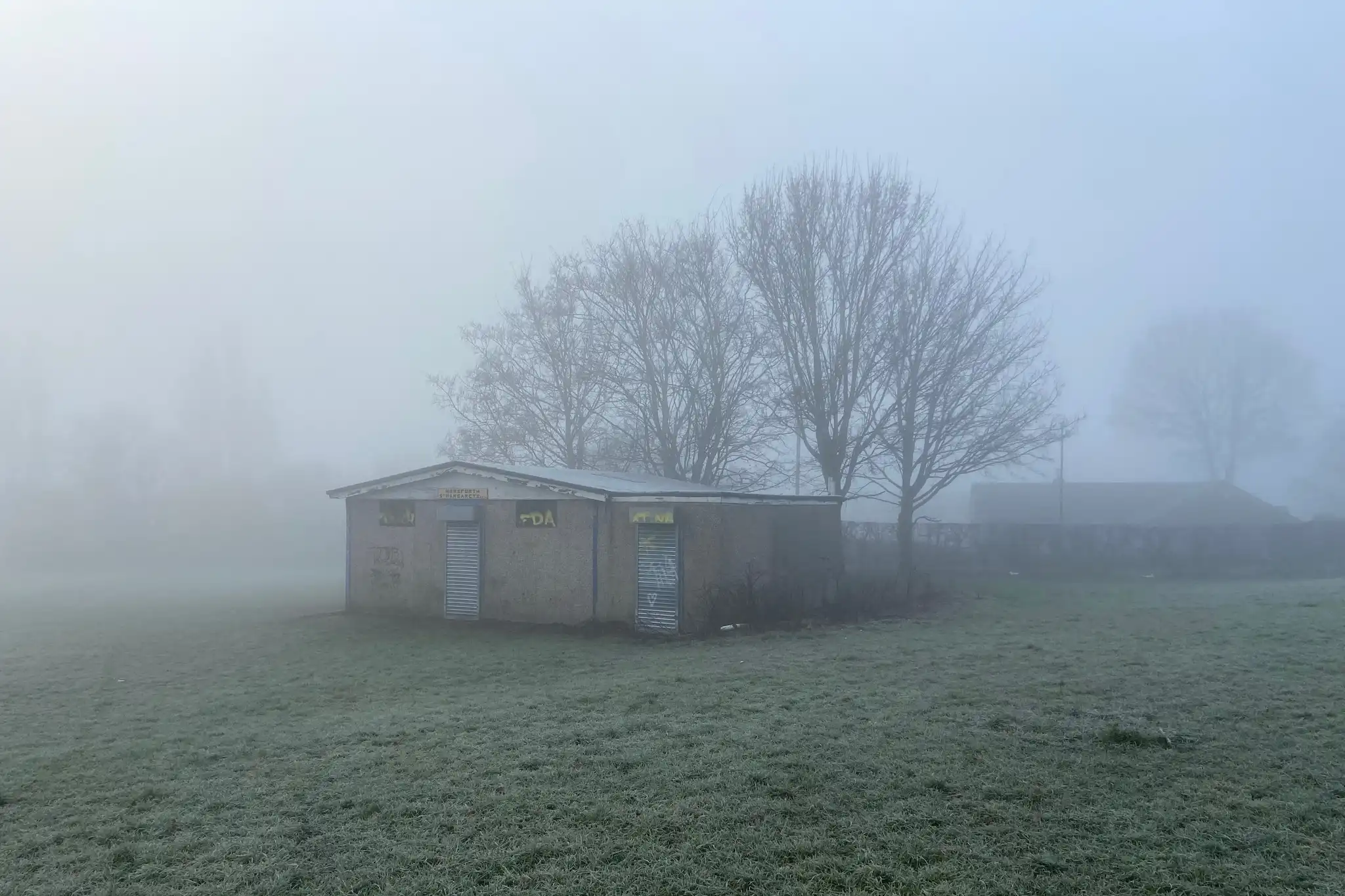 Can't See the Woods for the Trees