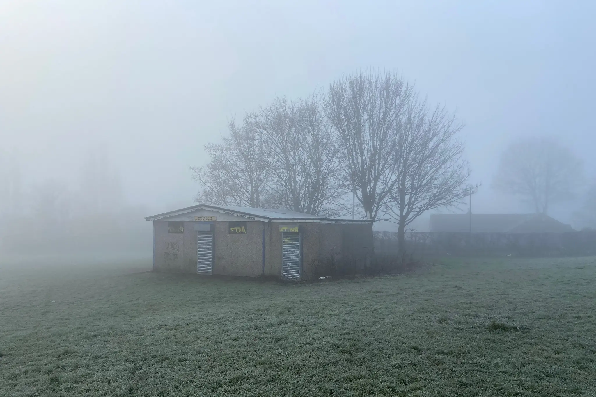 Can't See the Woods for the Trees