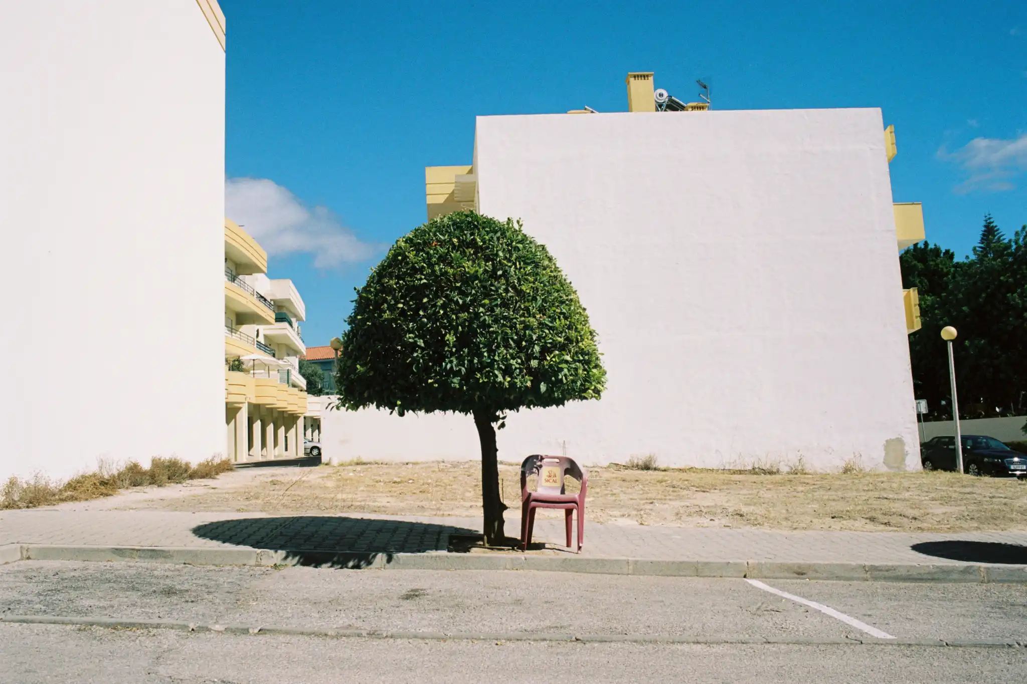 Tavira Tree