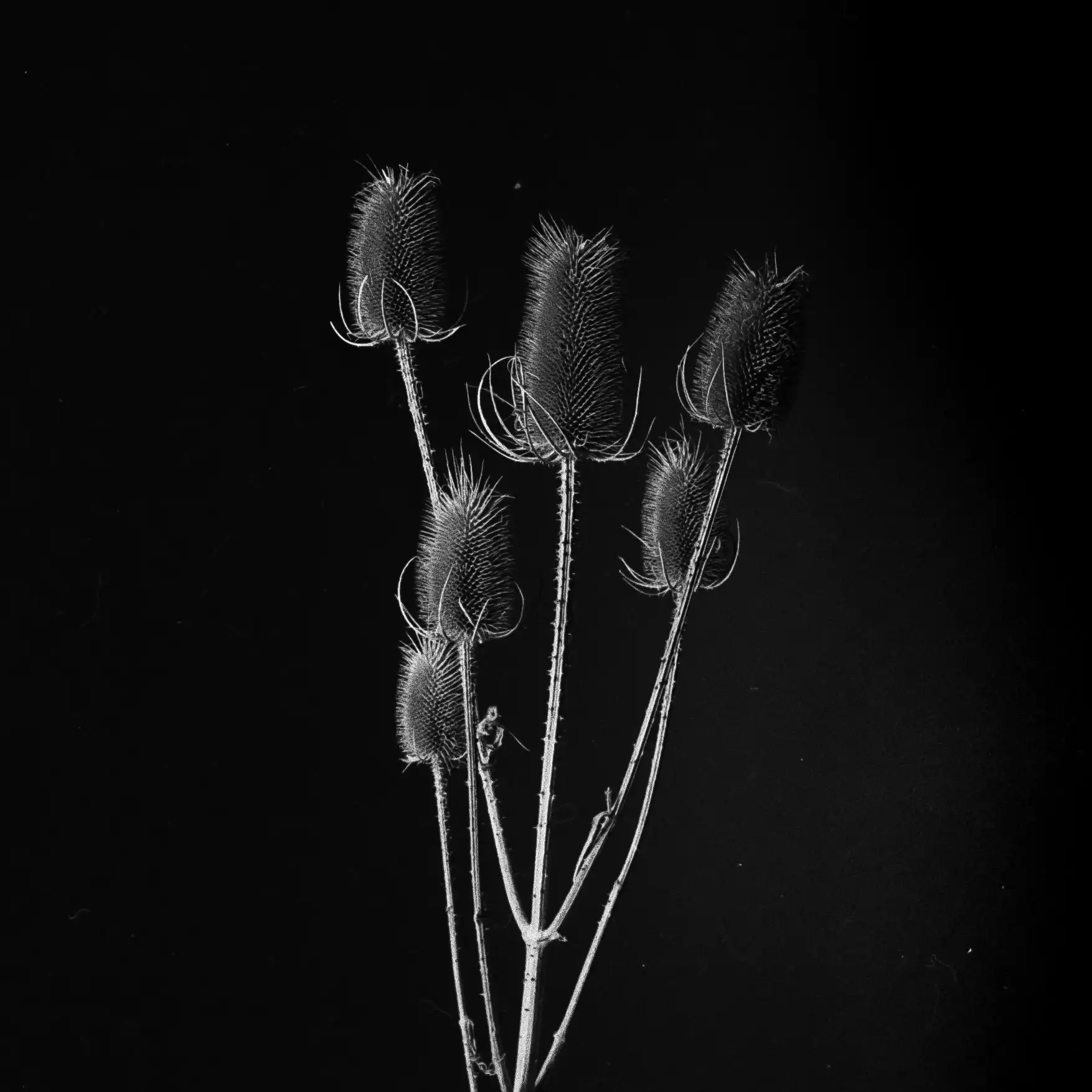 The Thistle