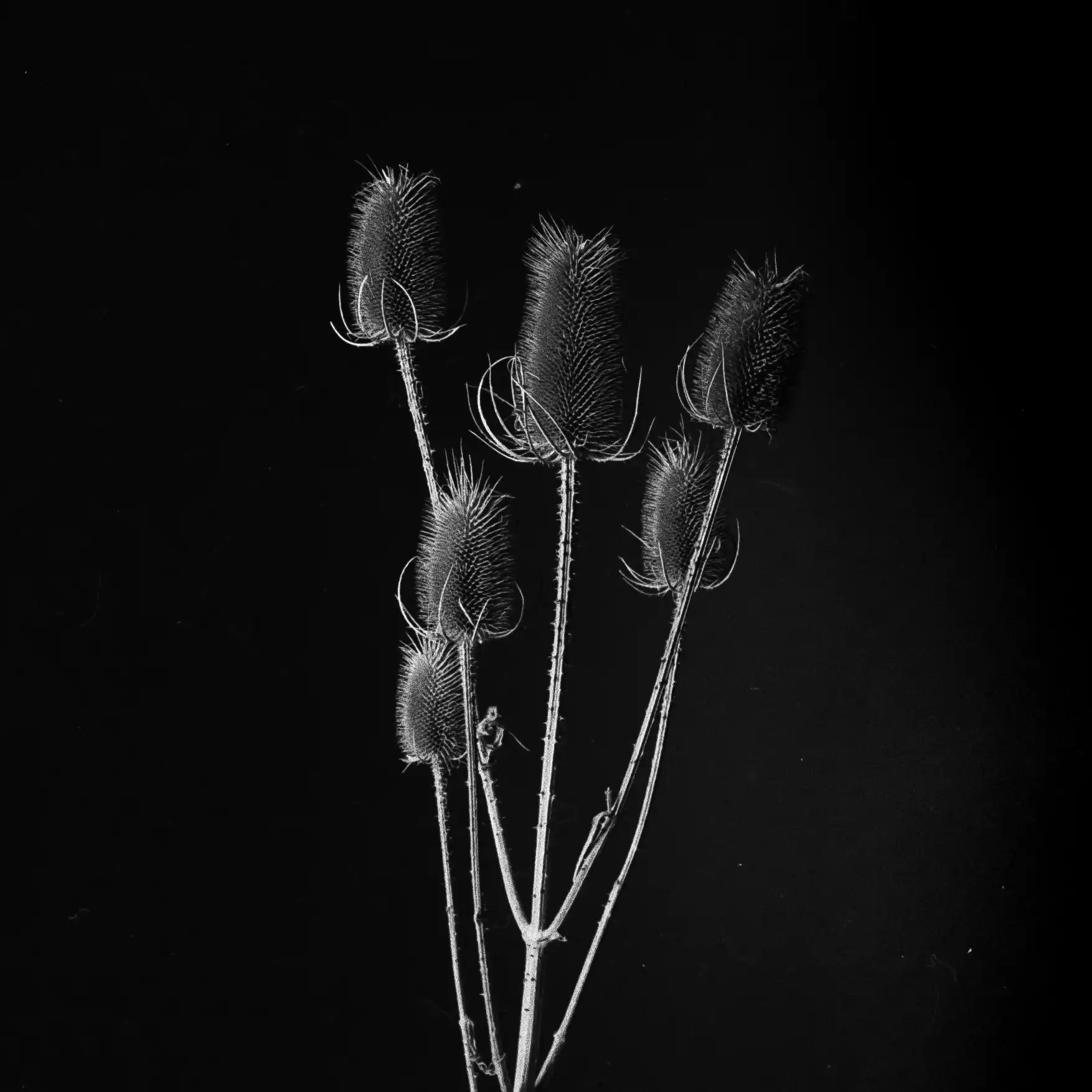 The Thistle