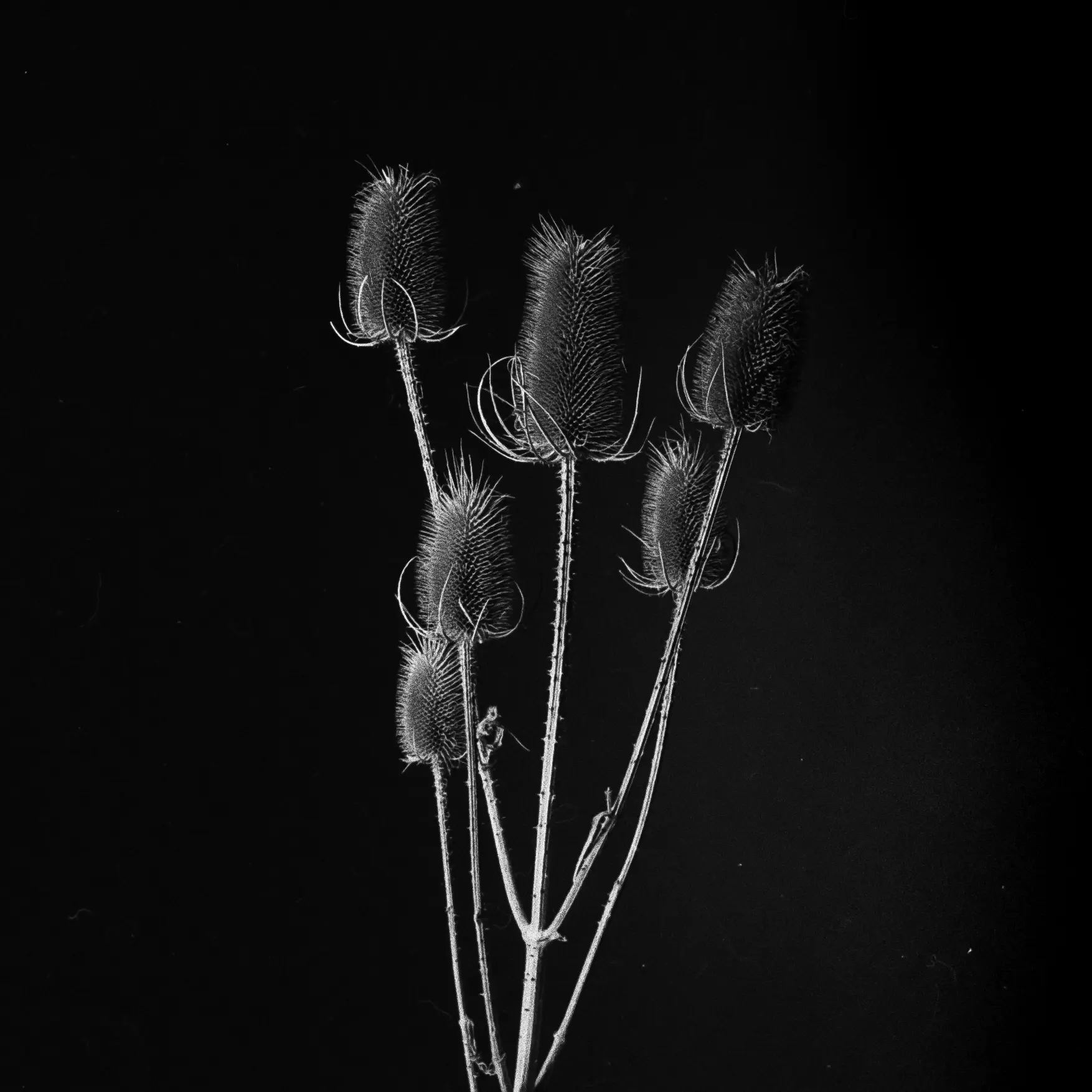 The Thistle