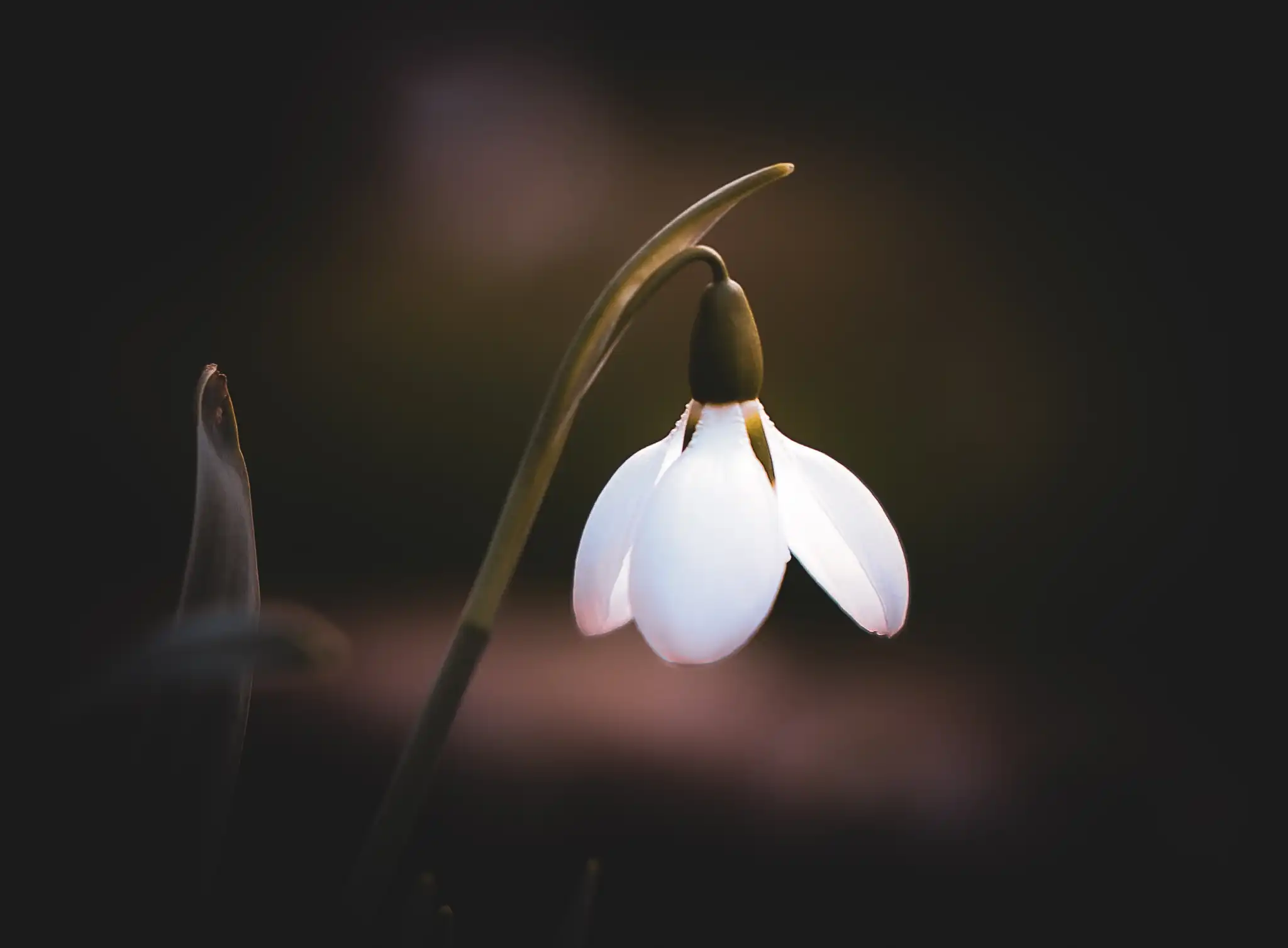 Snowdrop 