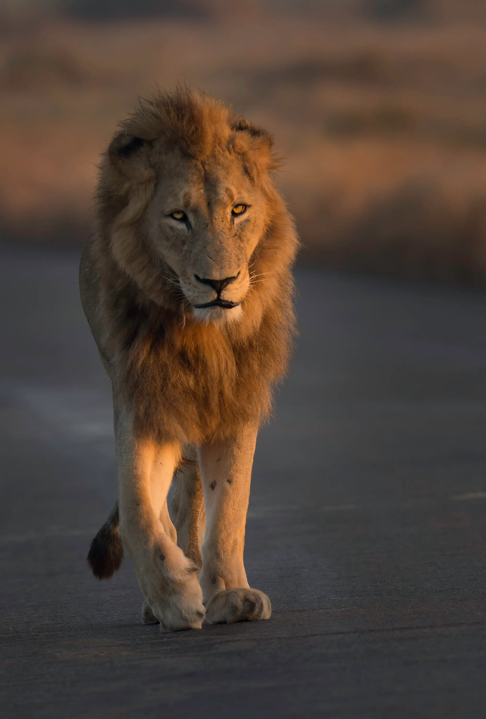 King of the pride