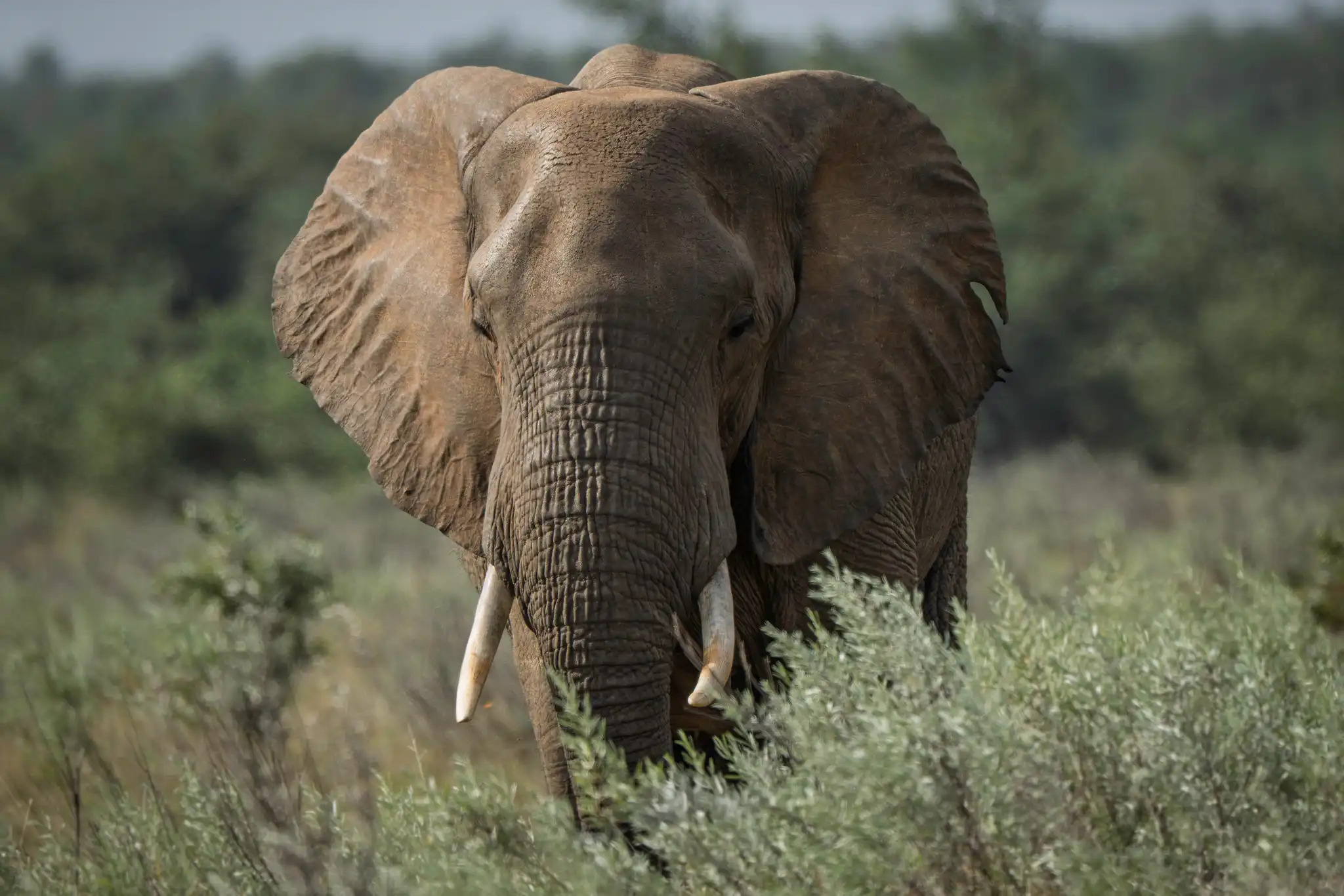 Elephant coming through