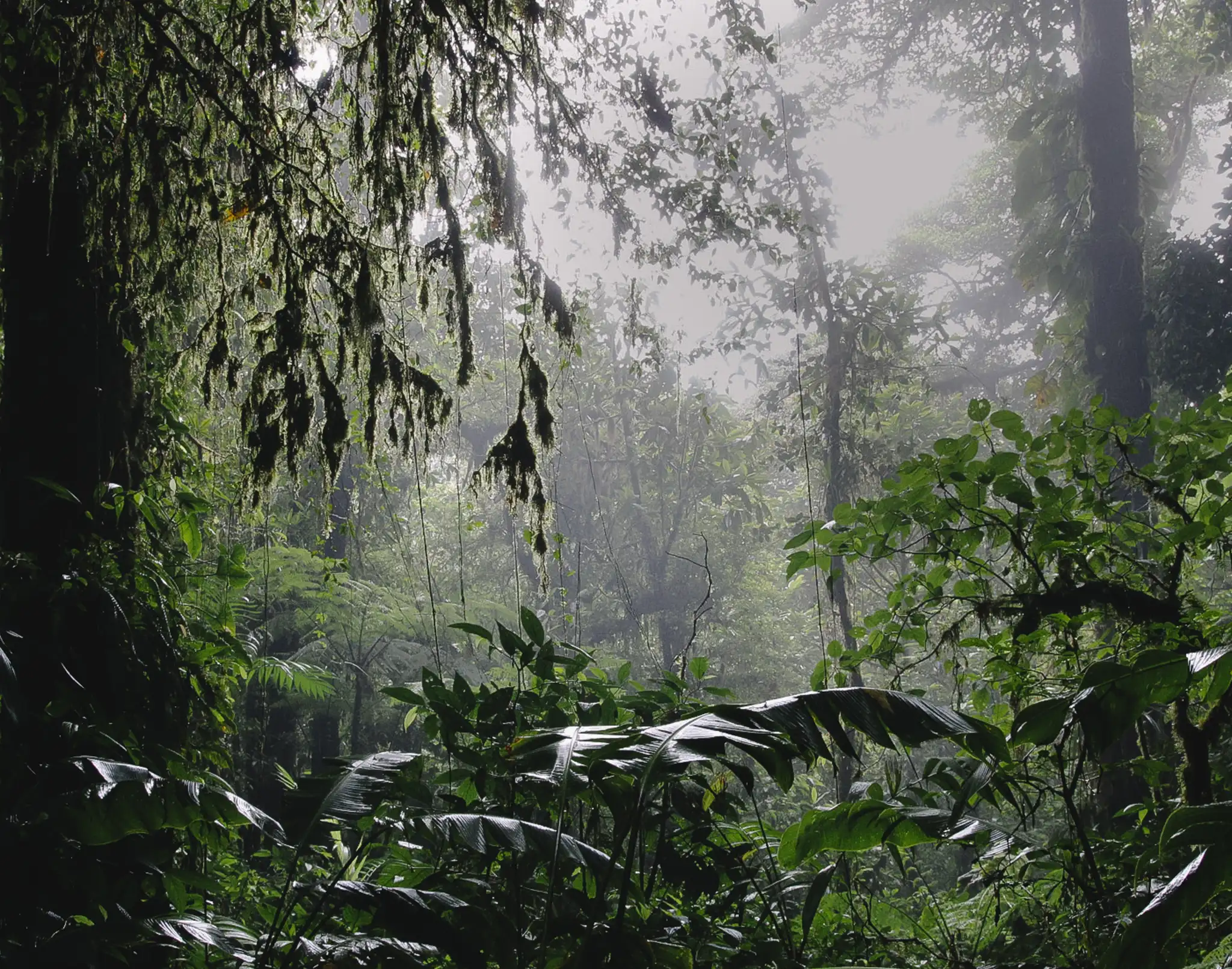 cloud forest