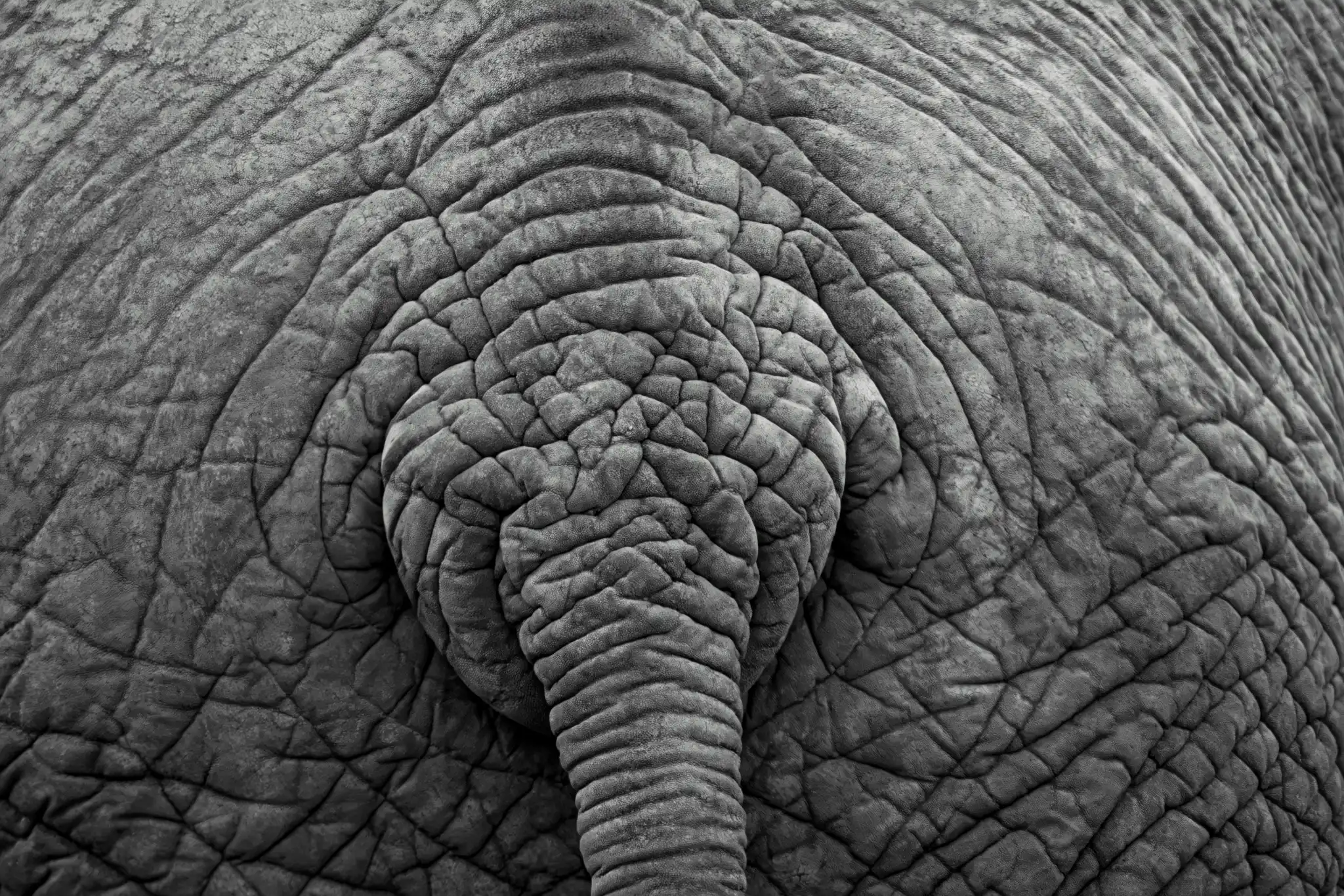 Elephant butt