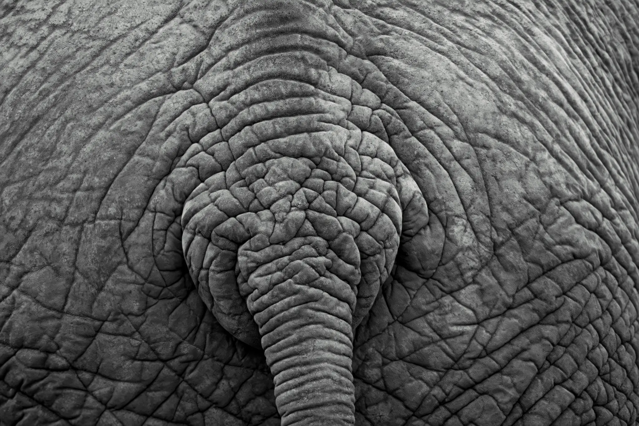 Elephant butt