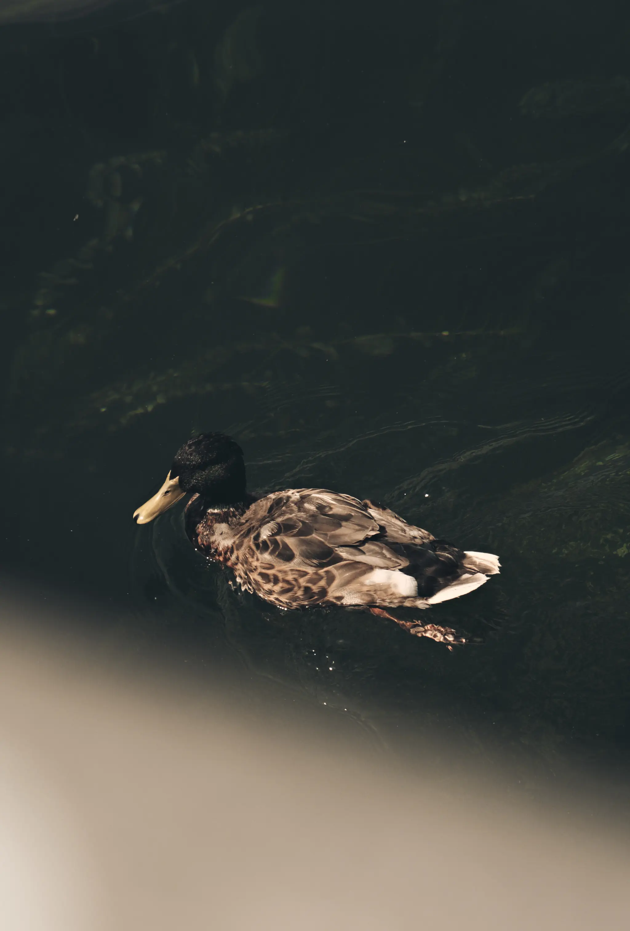 Duck