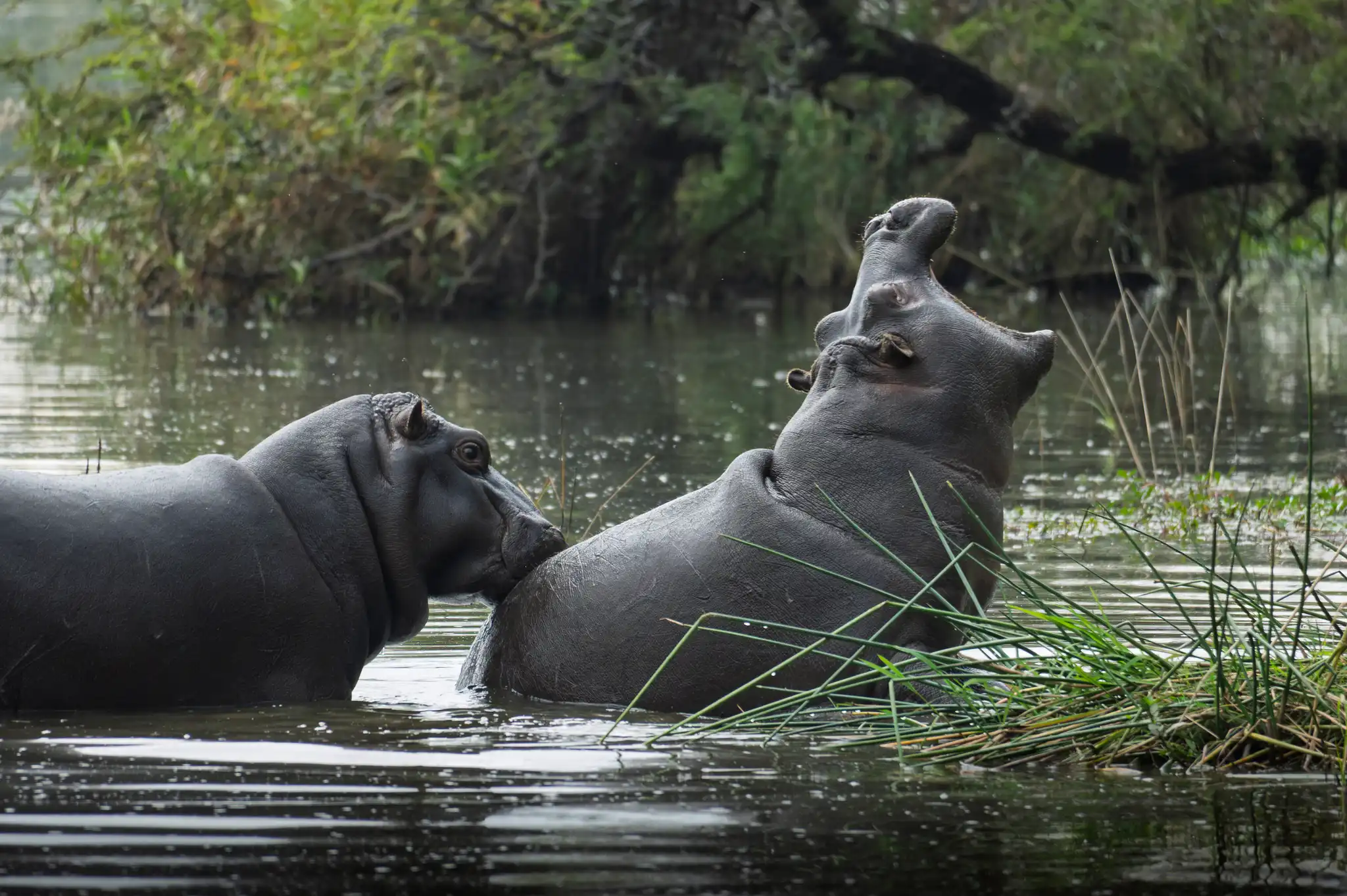 Playful hippos