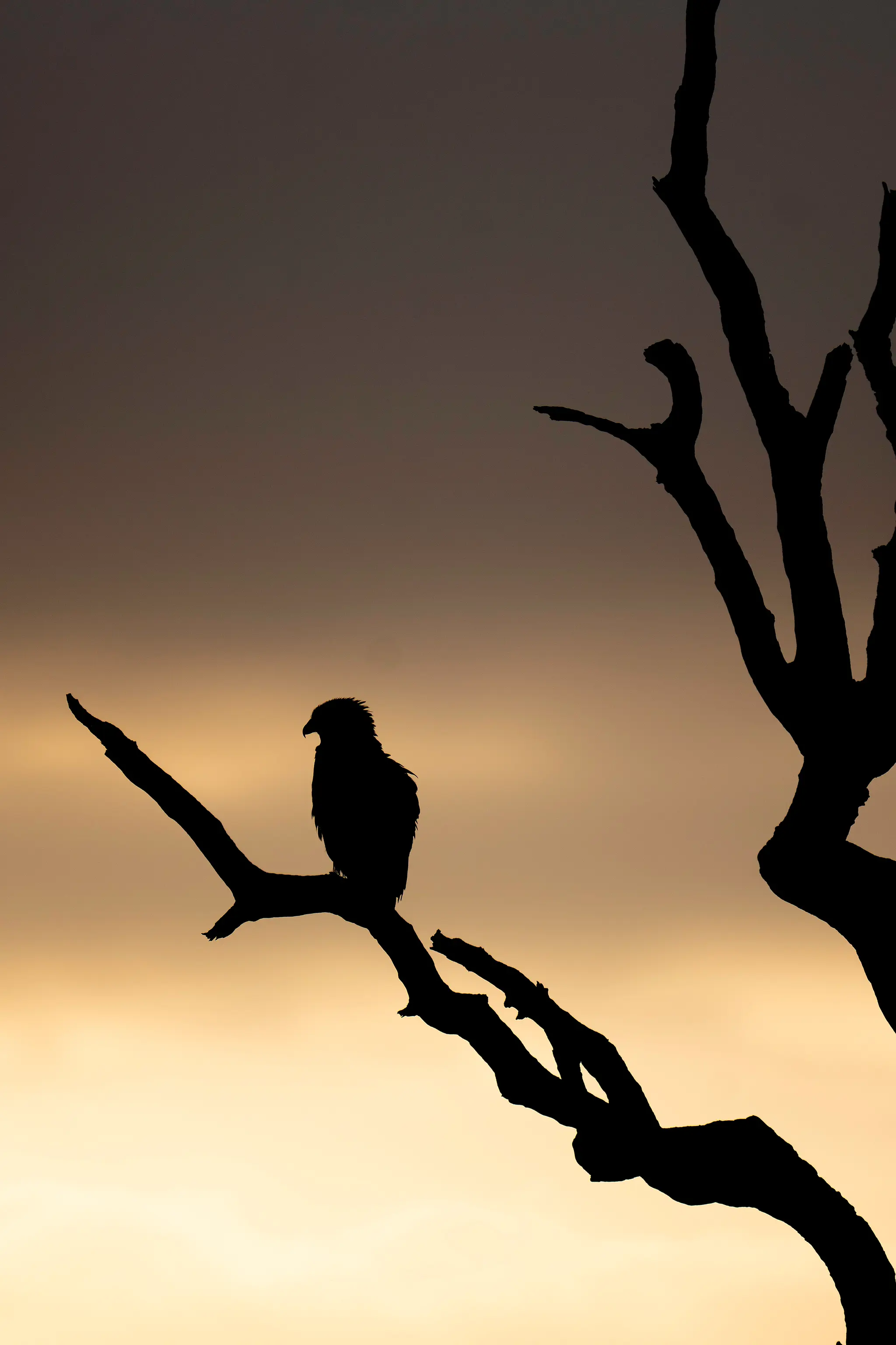 Bataleur eagle at dusk