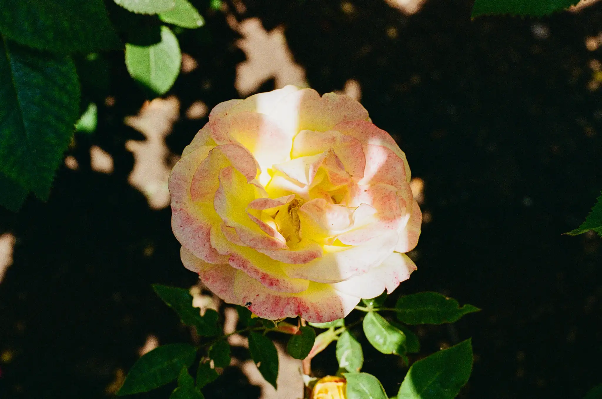 Golden glow