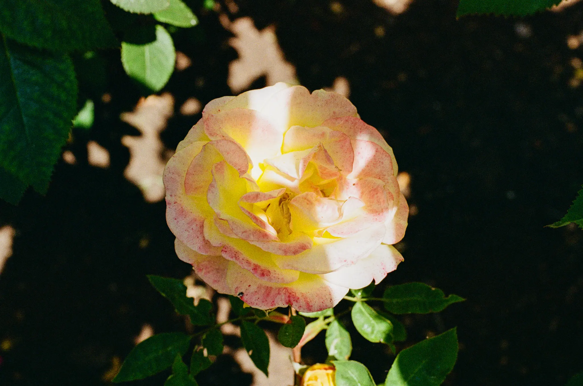 Golden glow