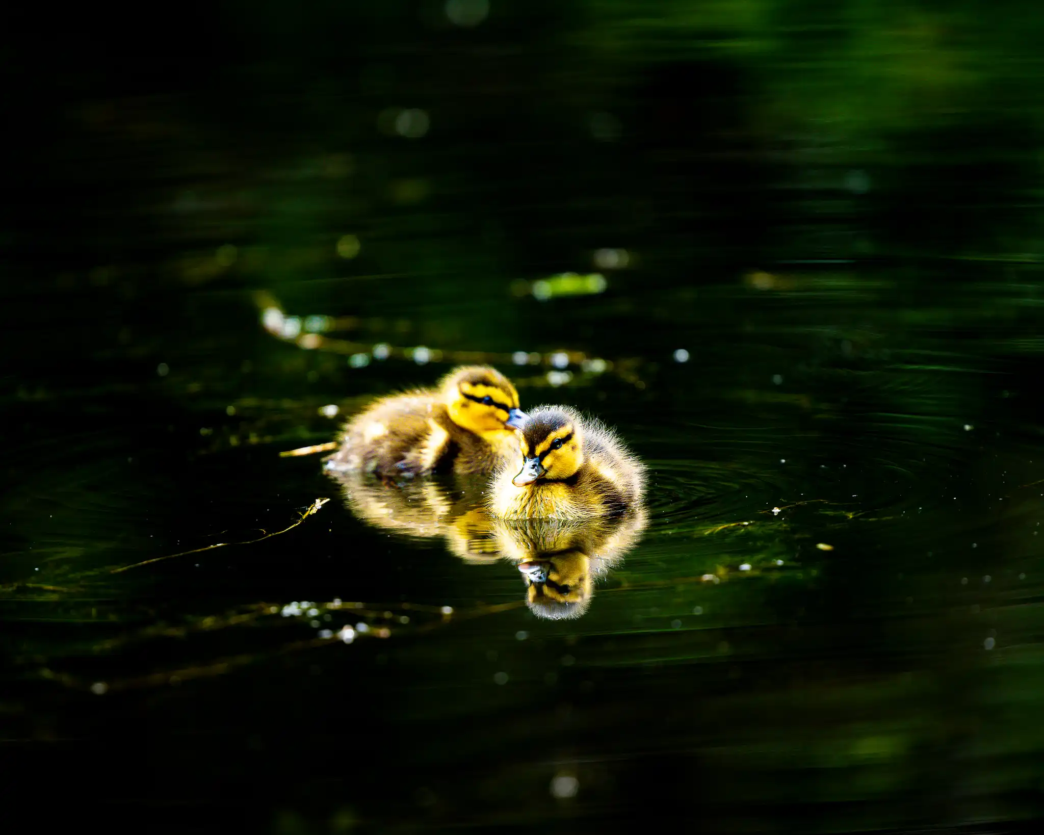 Ducklings