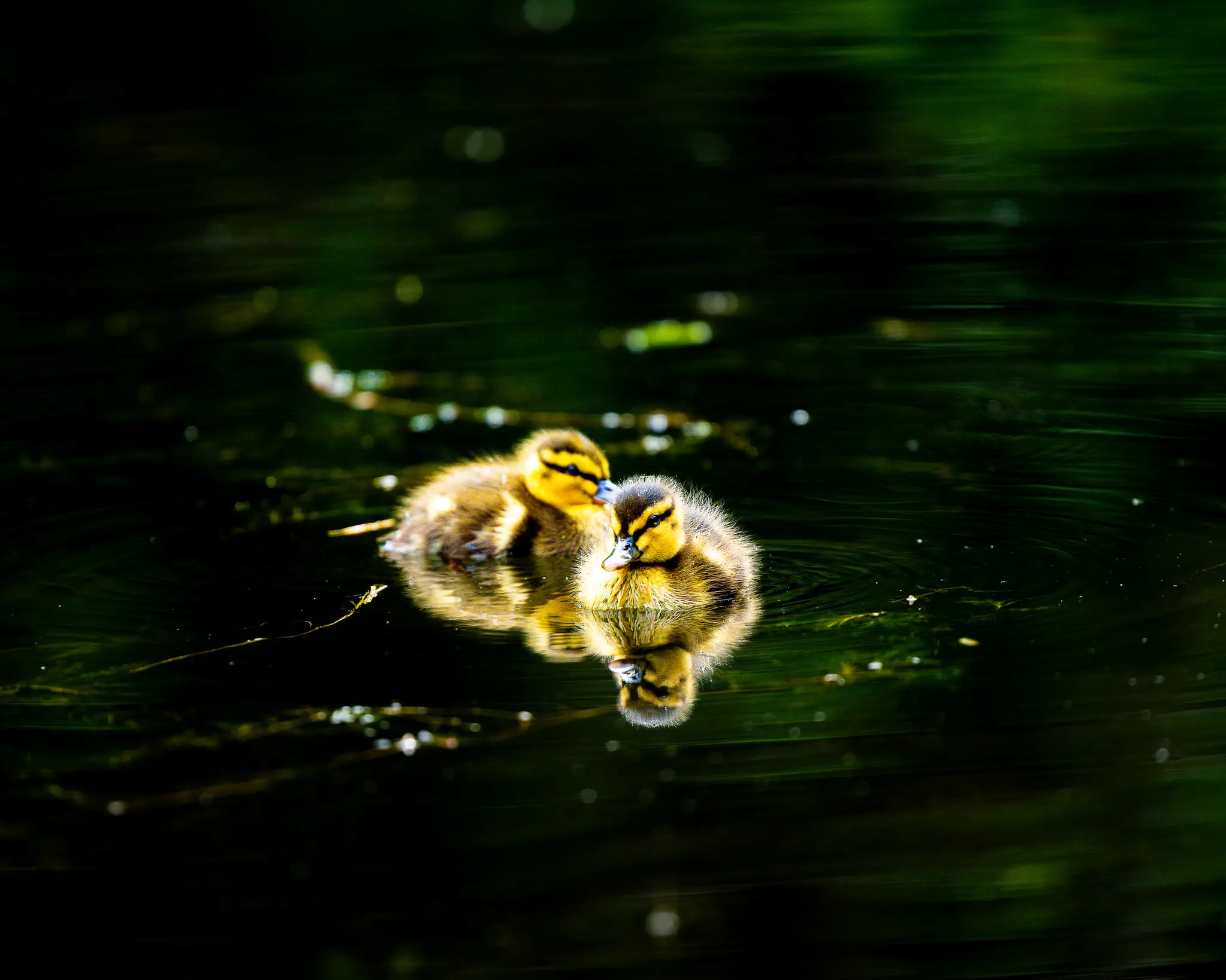 Ducklings