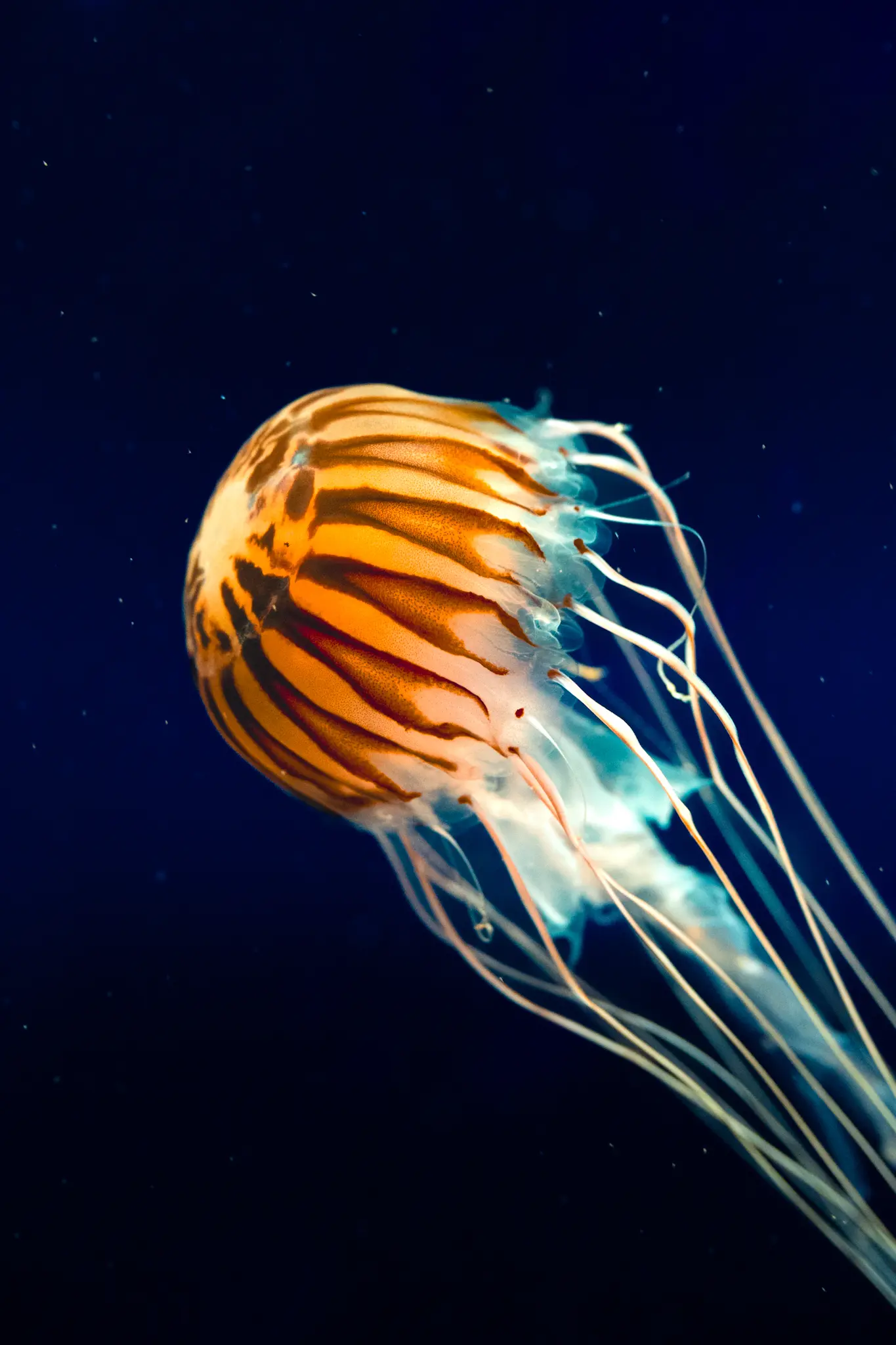 Jellyfish 1.0