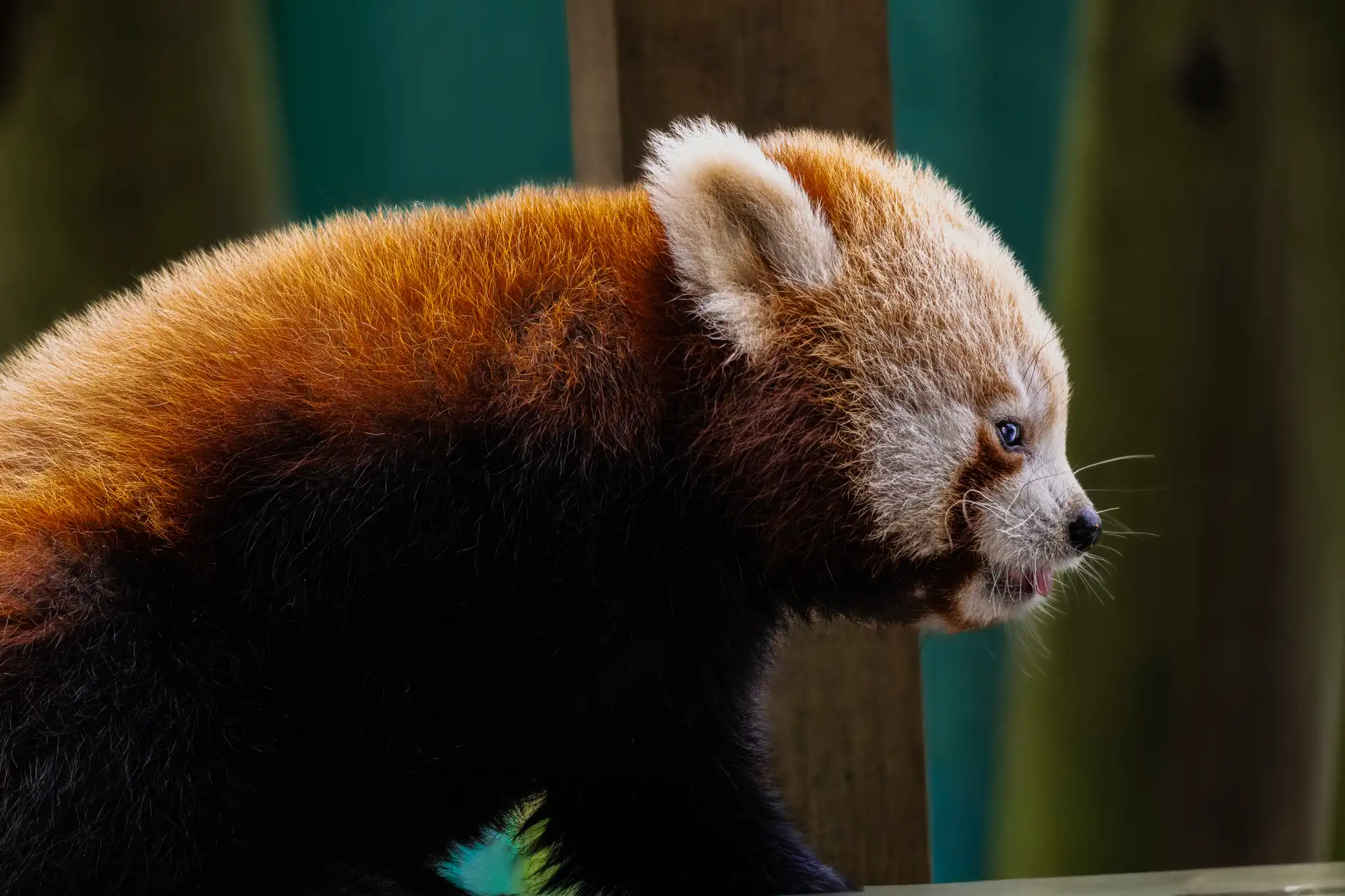 Red Panda