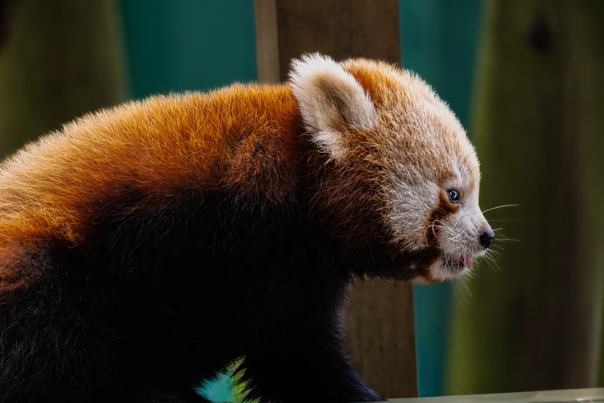 Red Panda