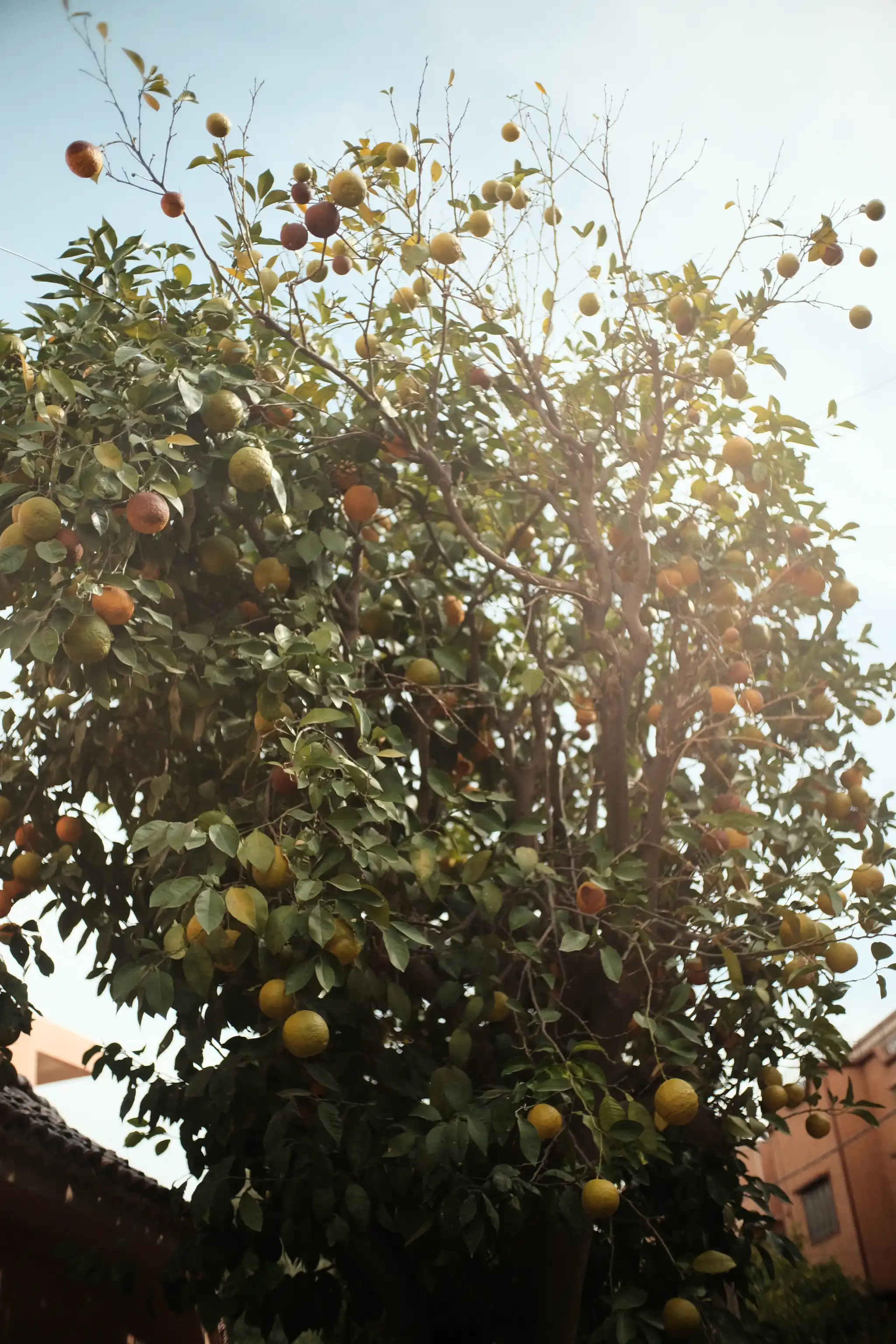 Marrakech Orange Tree