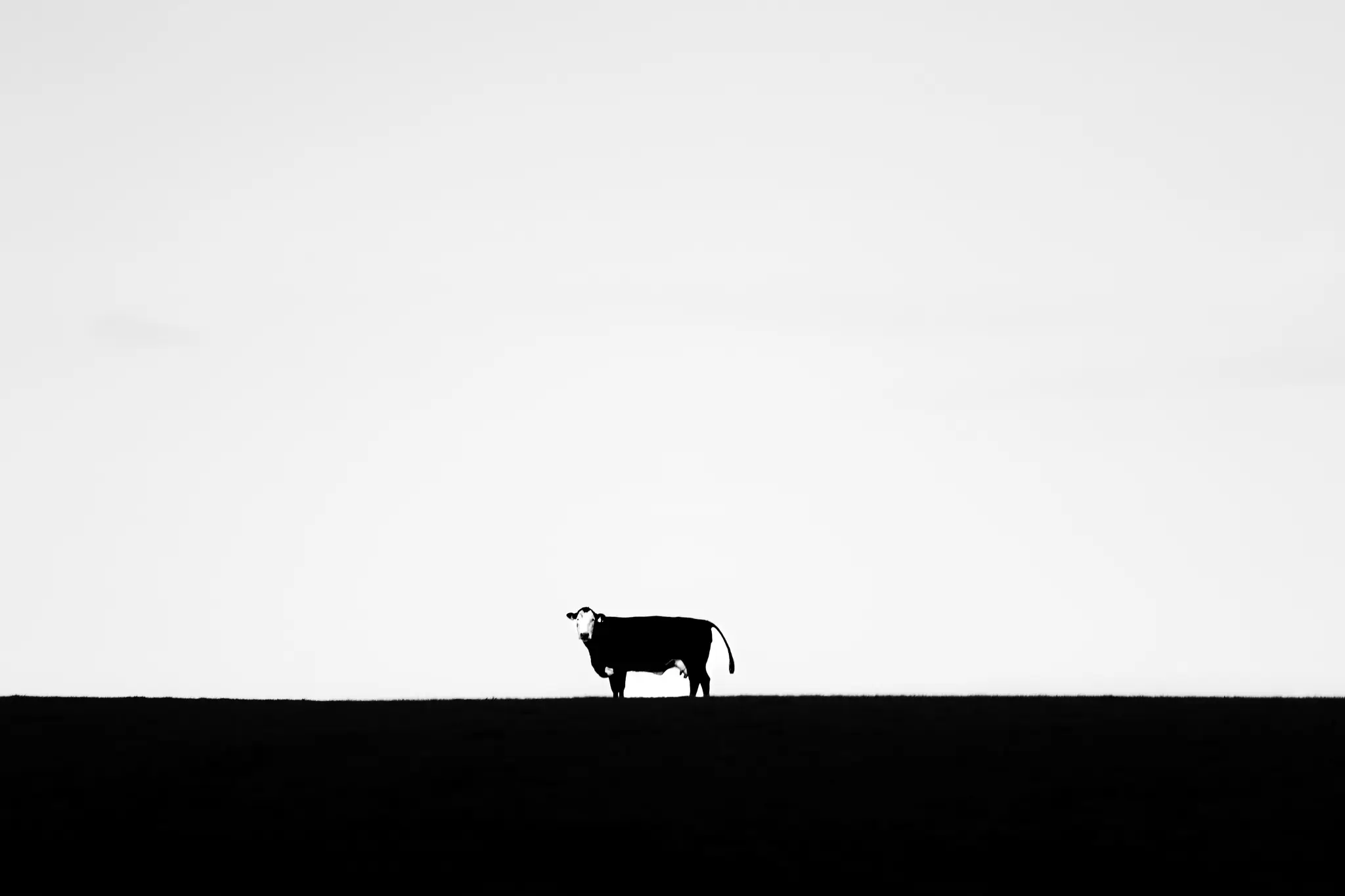 Coo