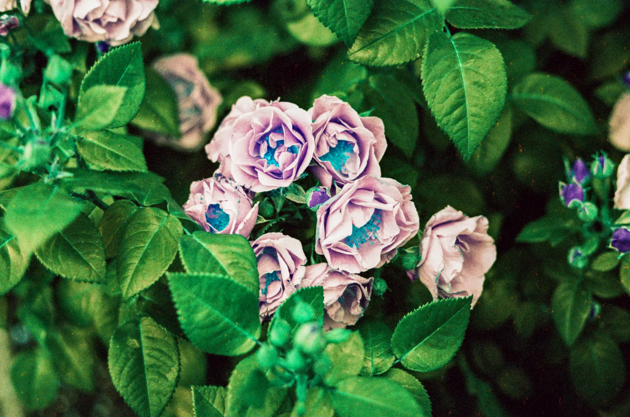 Roses from another planet 