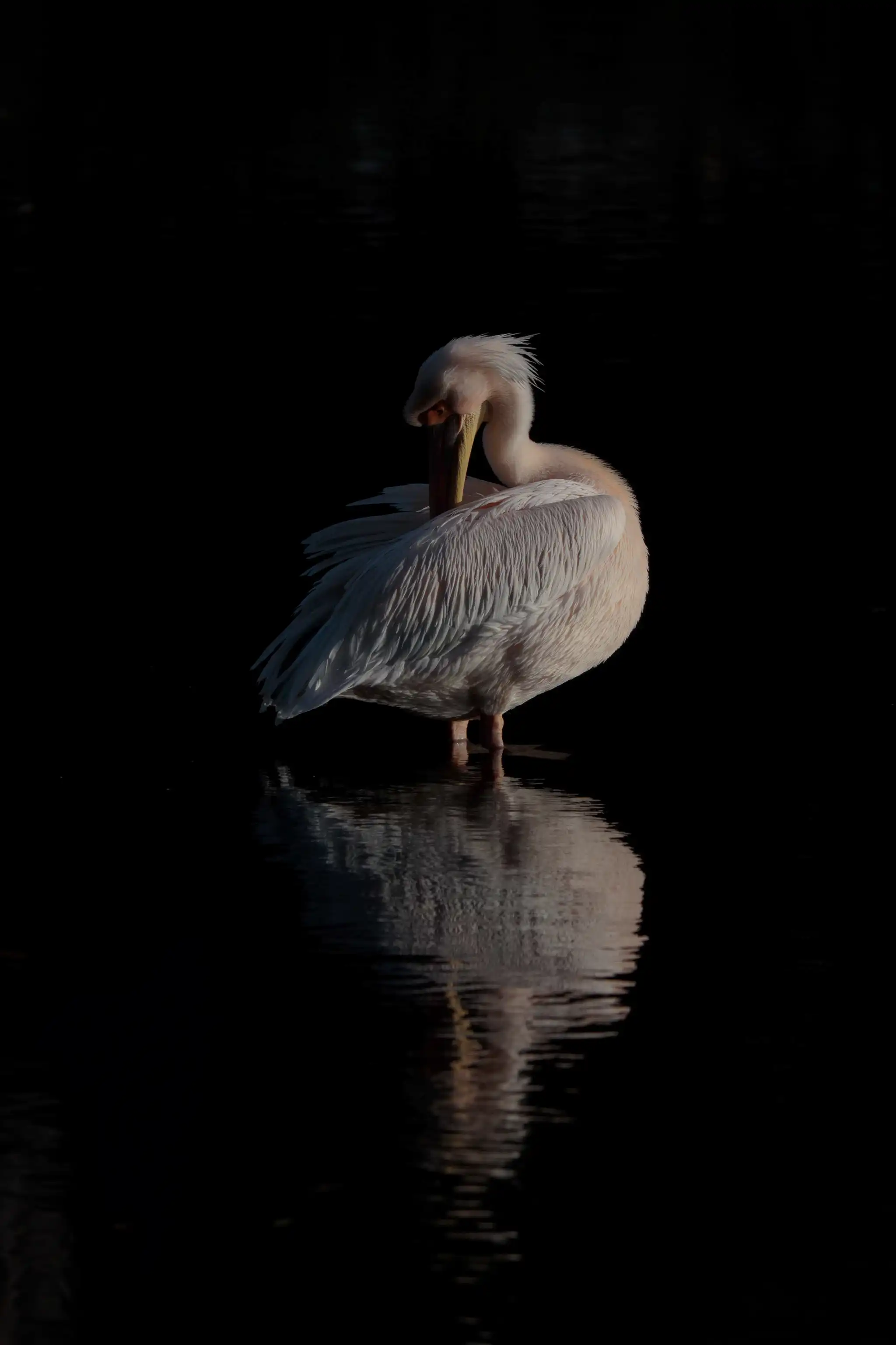 Reflection of Stillness