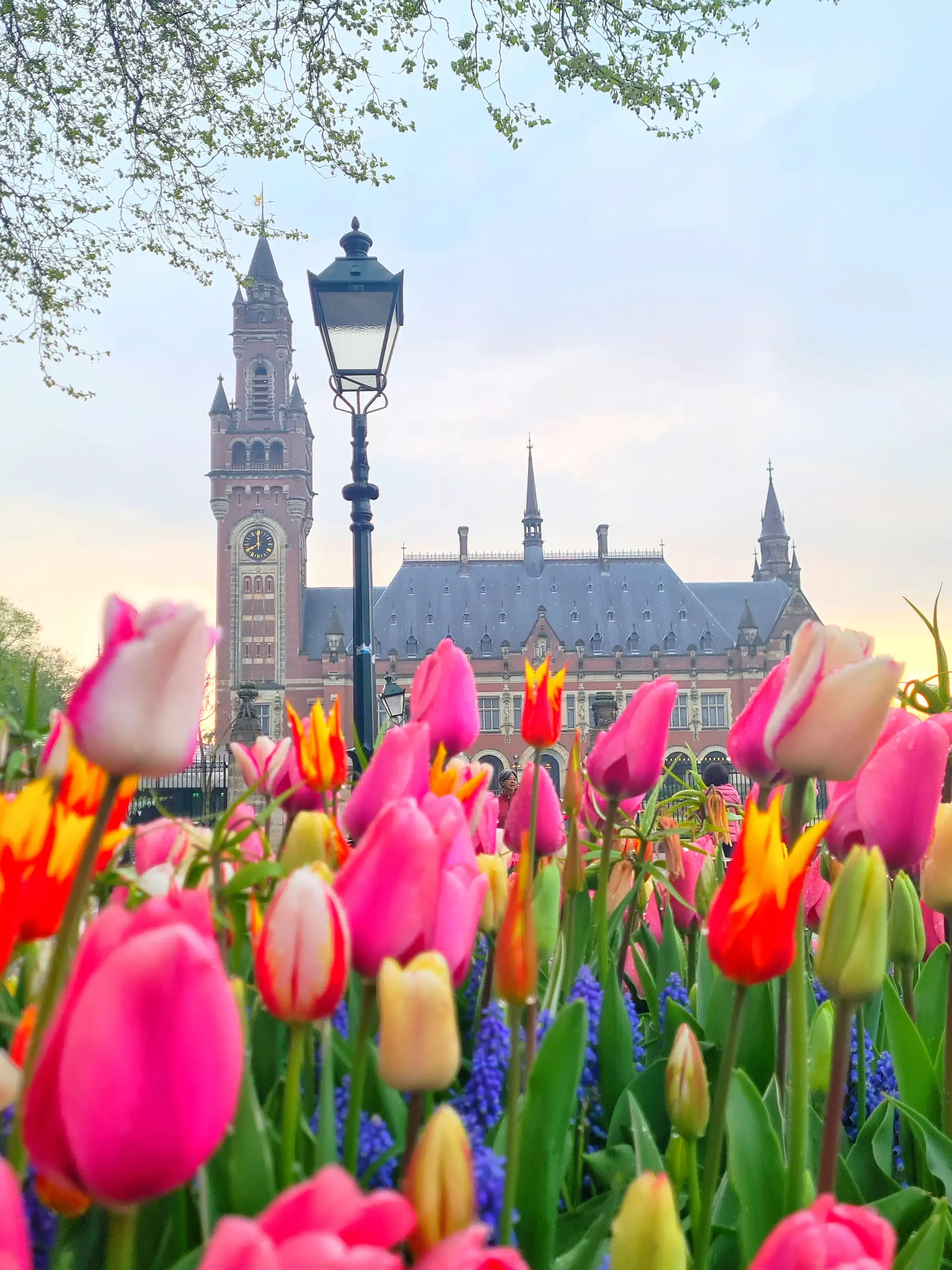 Burst in tulips