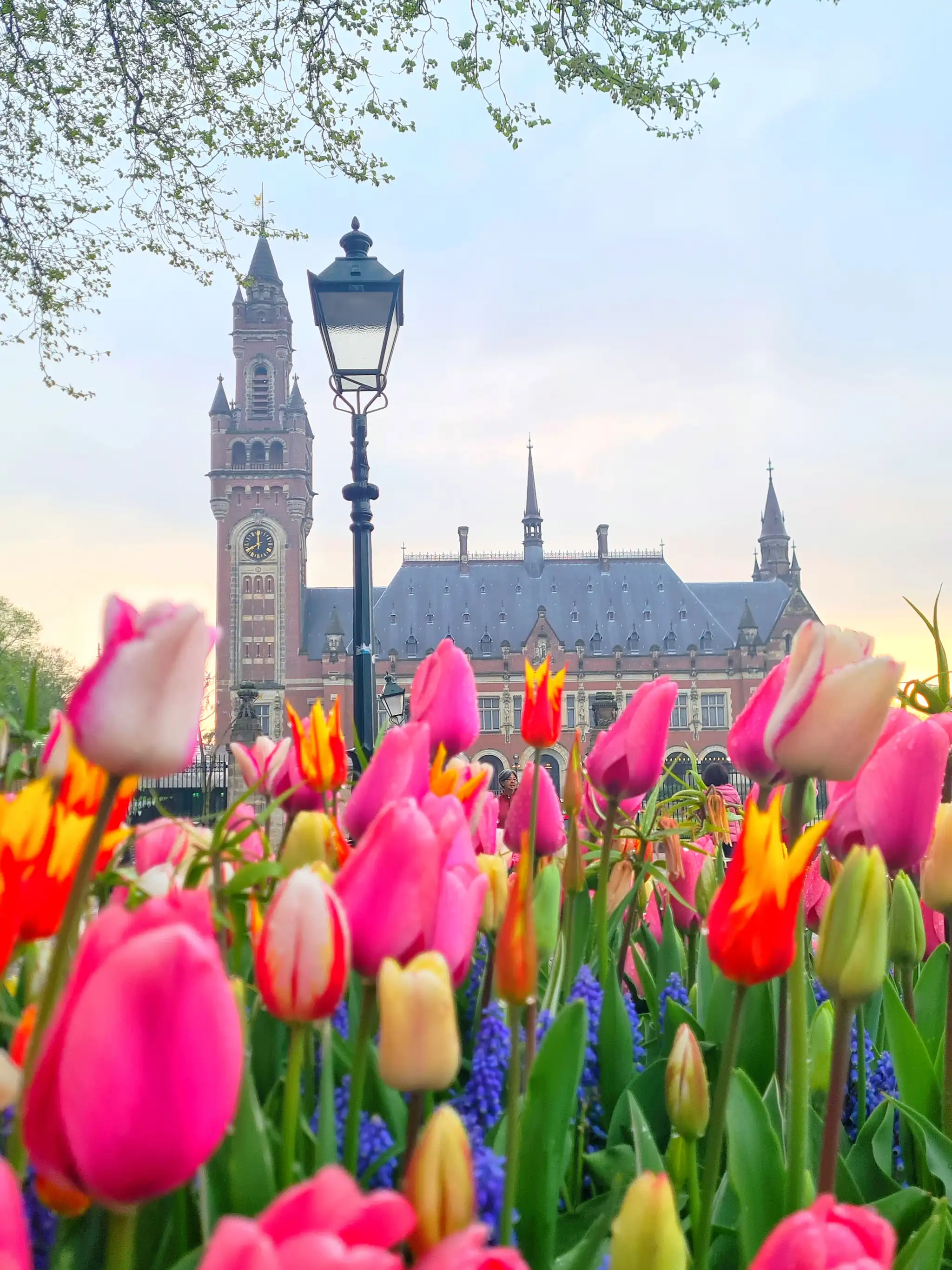 Burst in tulips