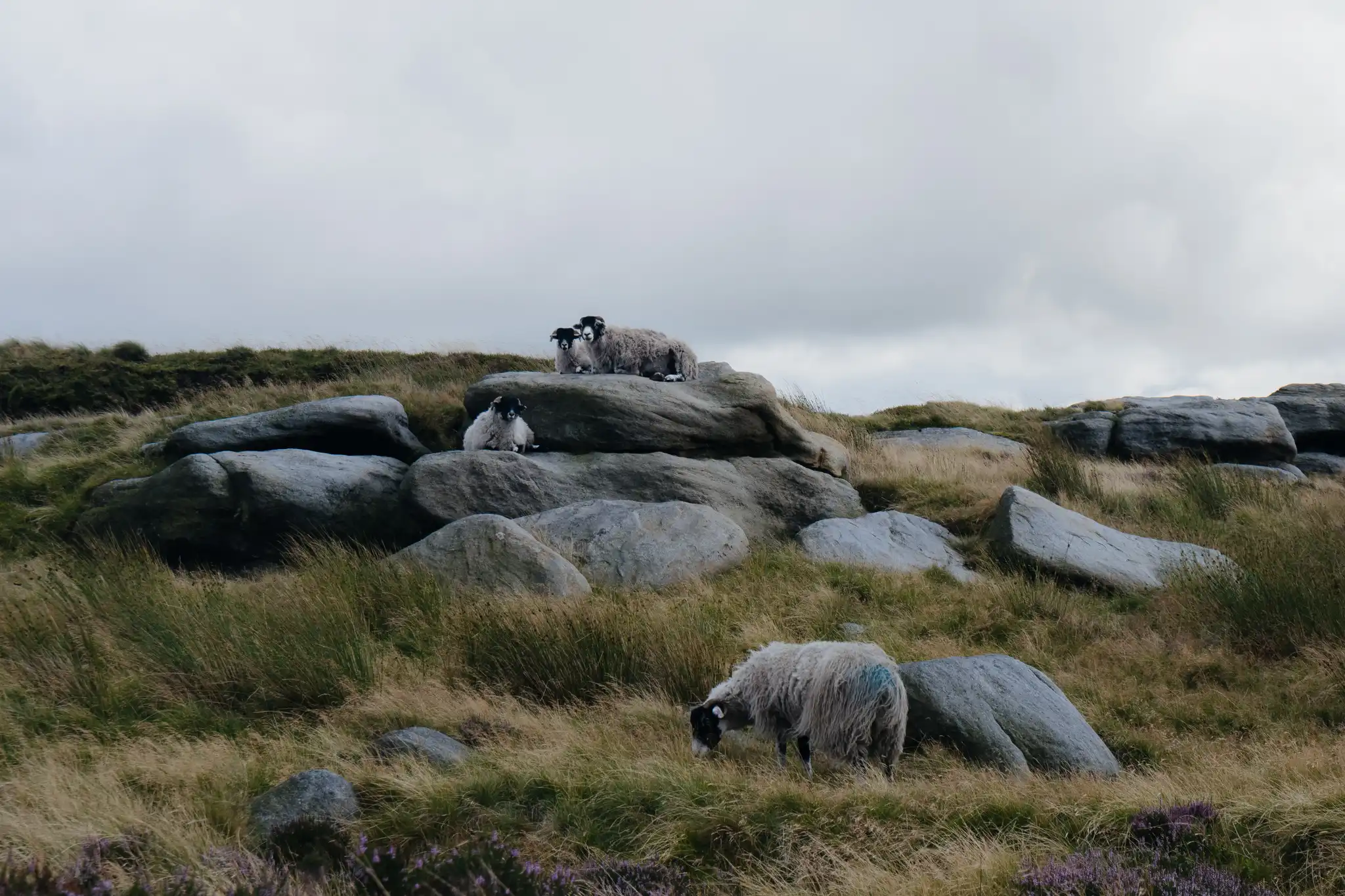 Feeling Sheepish