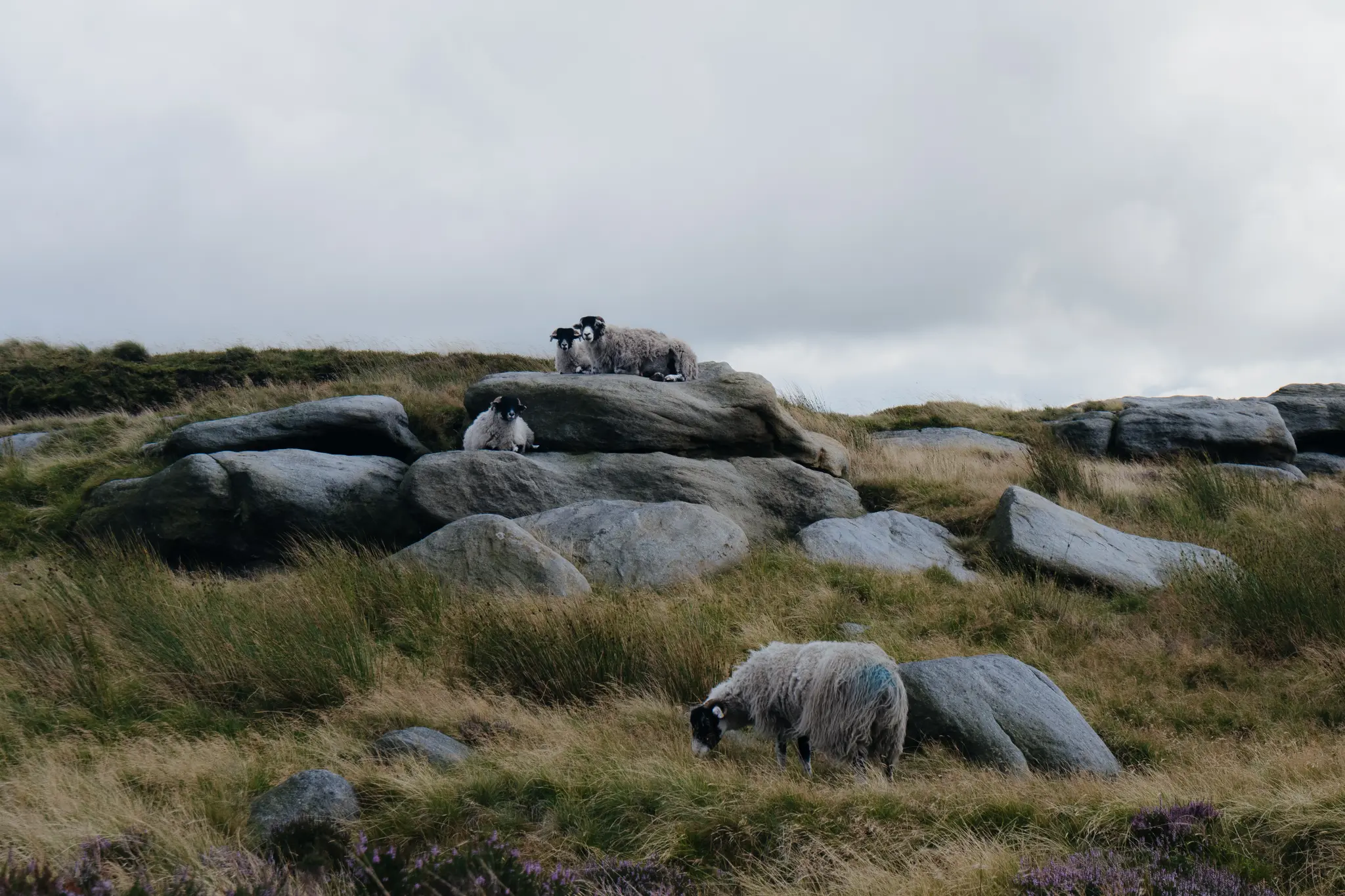 Feeling Sheepish