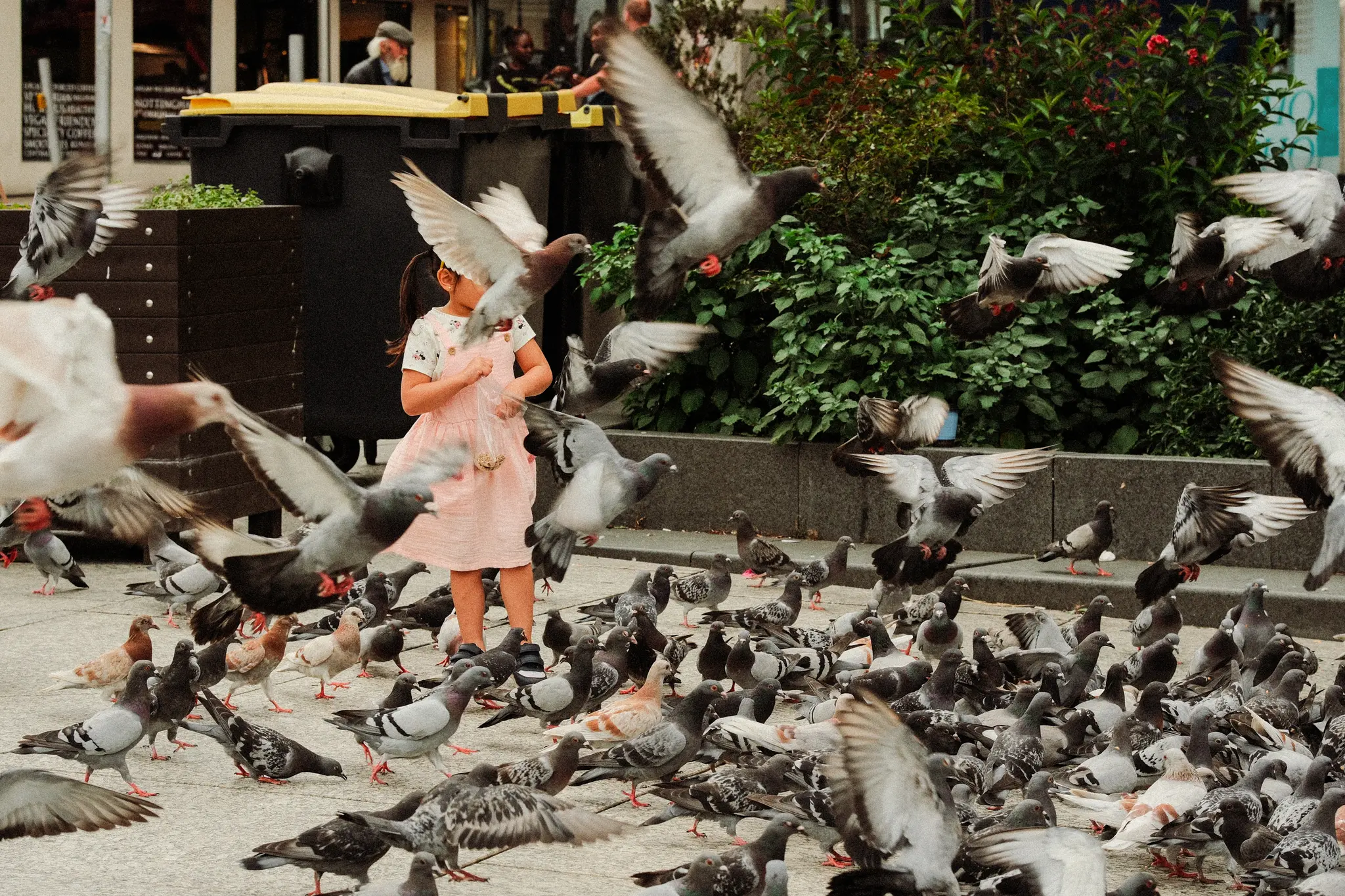 The Birds 