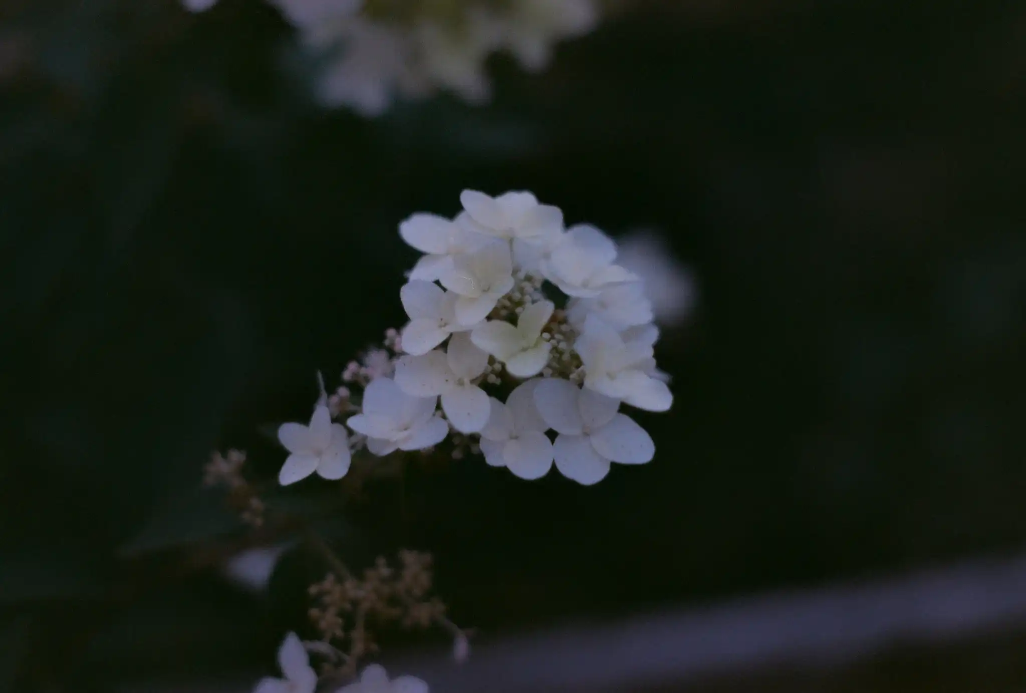 A flower in film