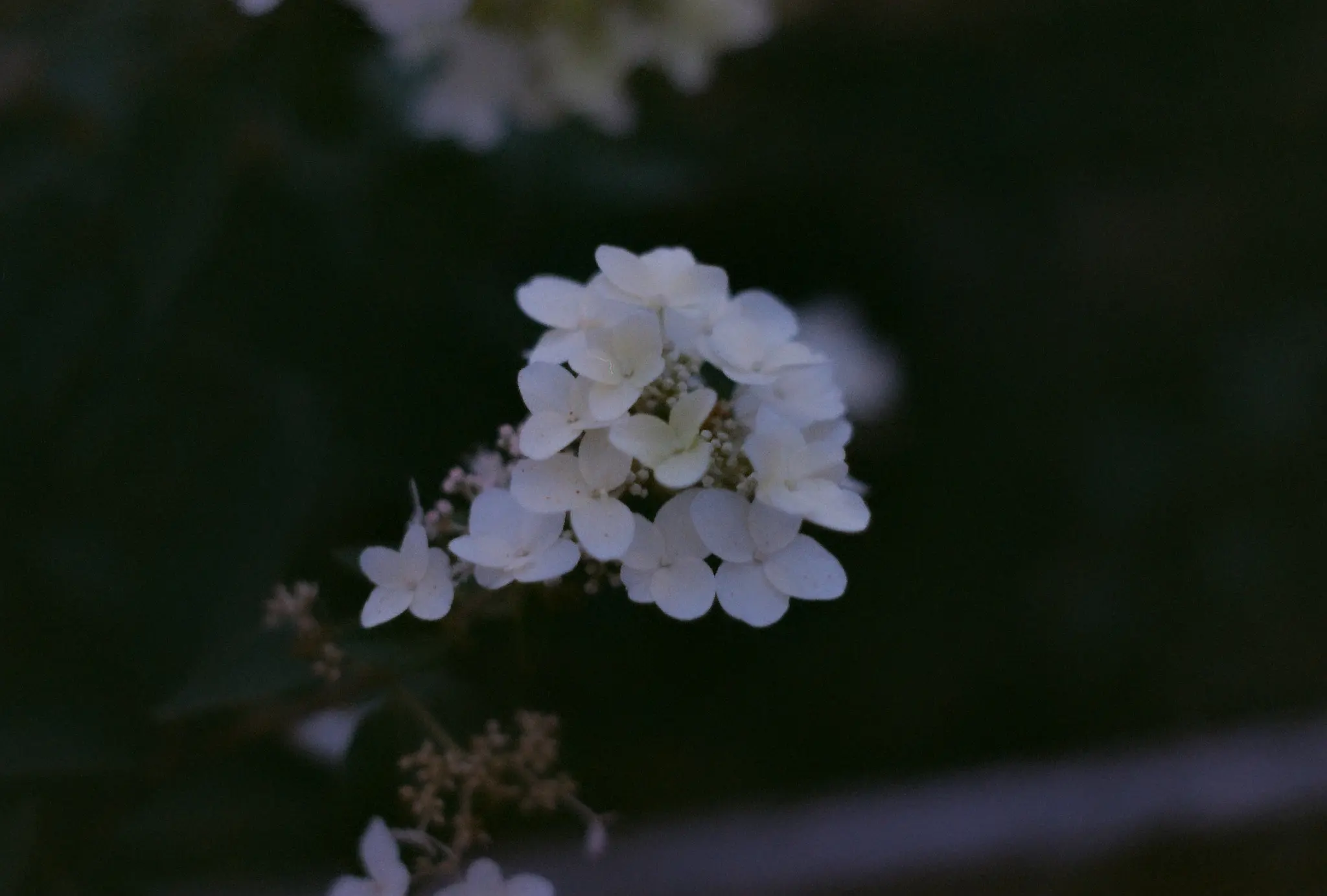 A flower in film