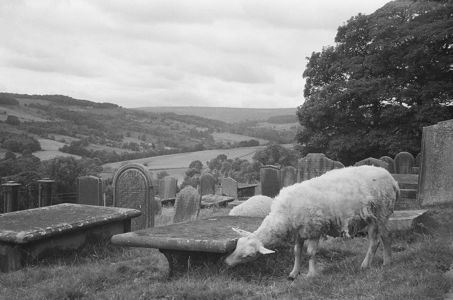 Sheep Graveyard