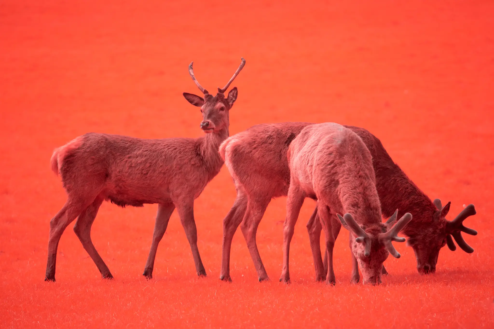 Infrared Deer
