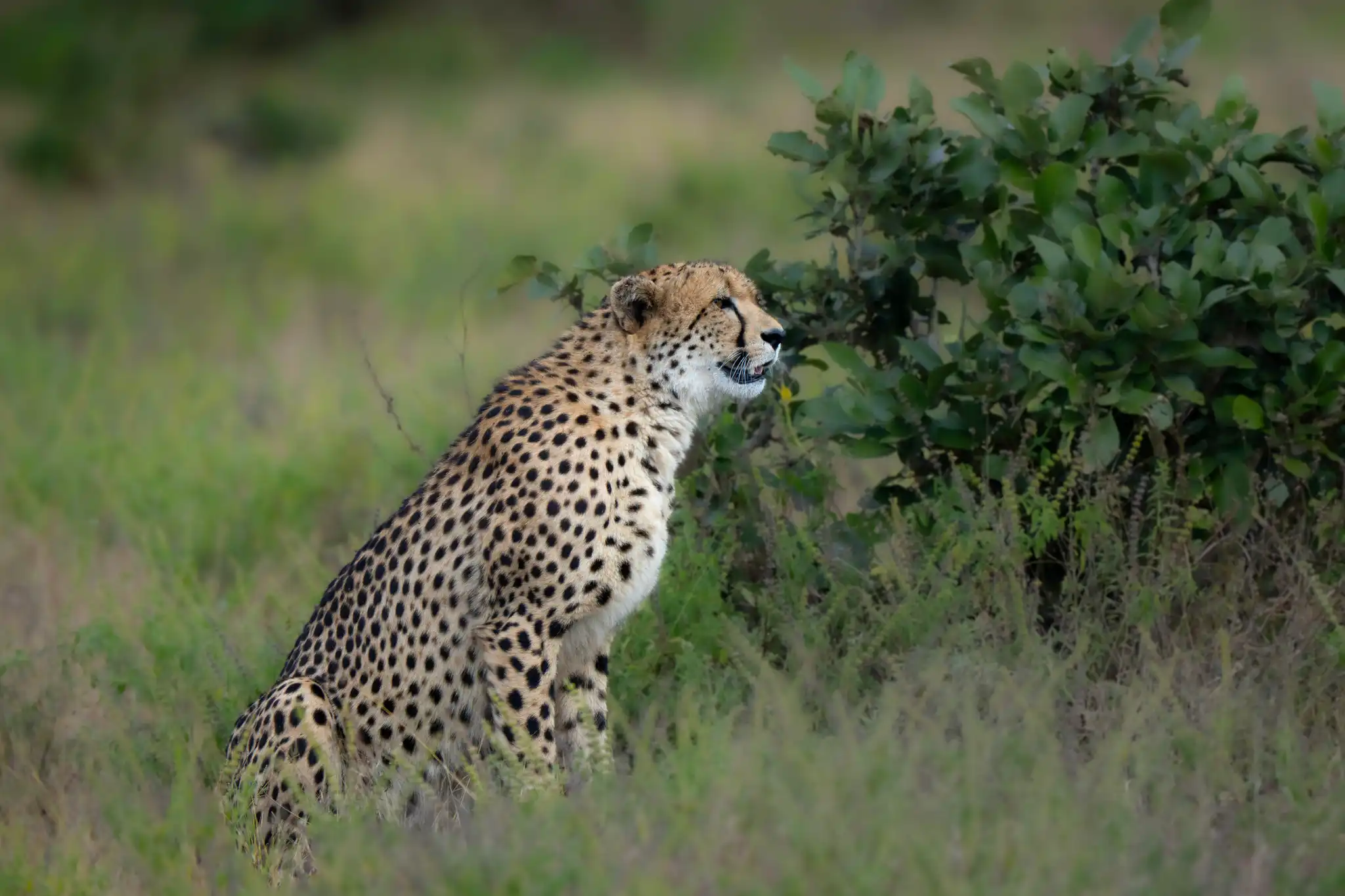 Cheetah waiting for an oppotunity