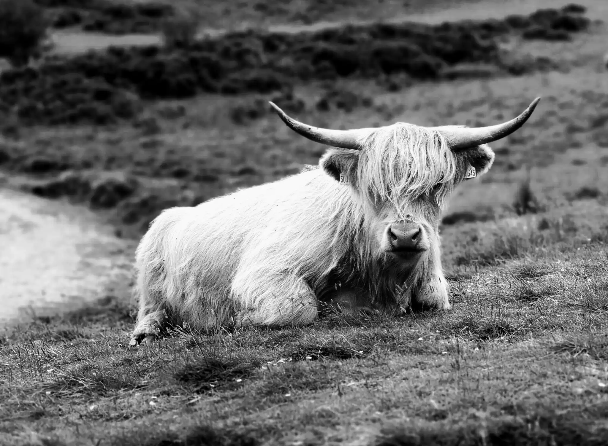 Coo