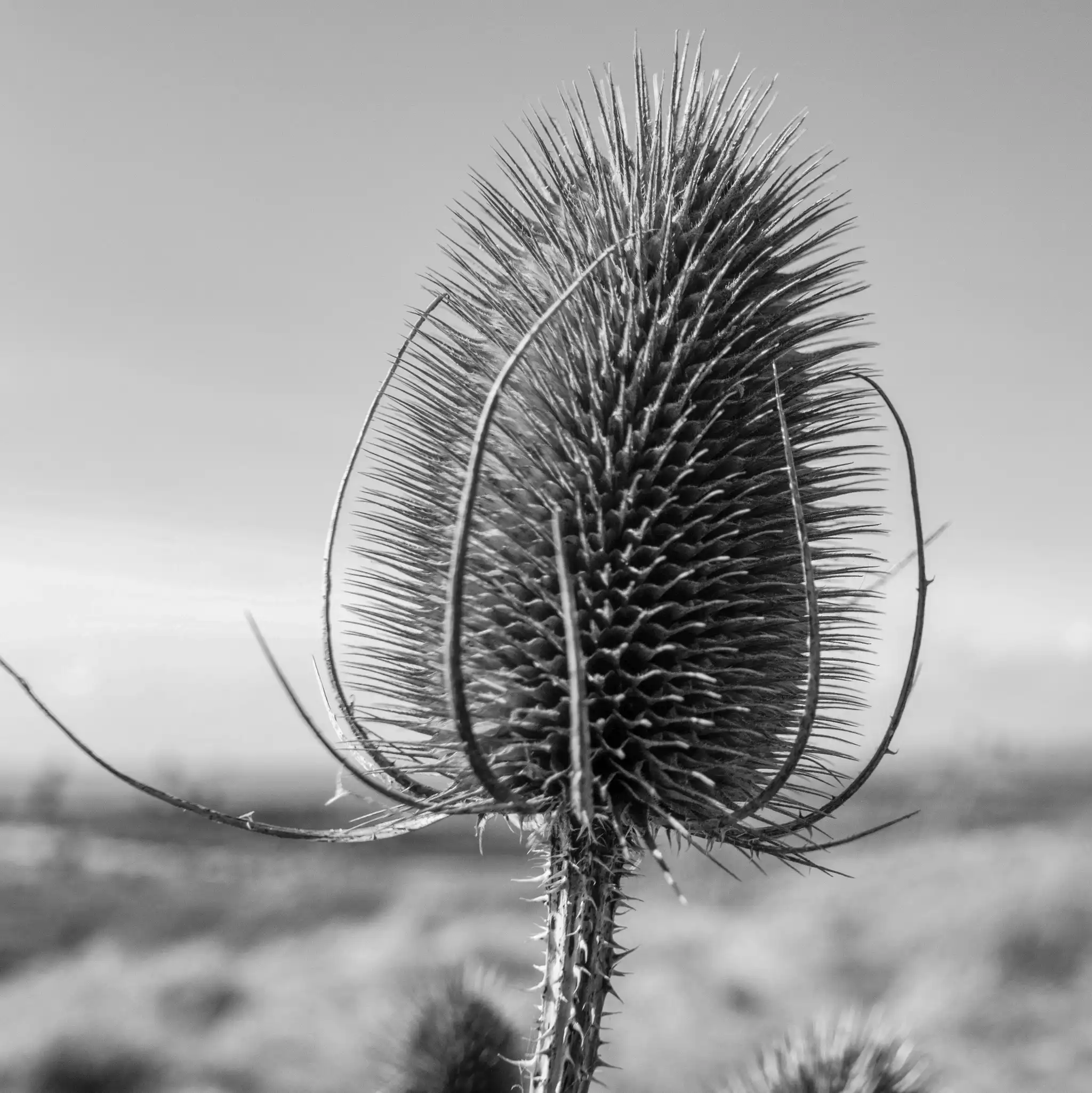 Common Teasel