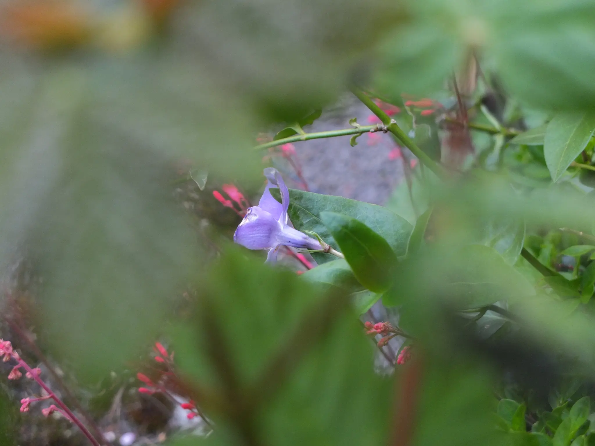Flower in the grass