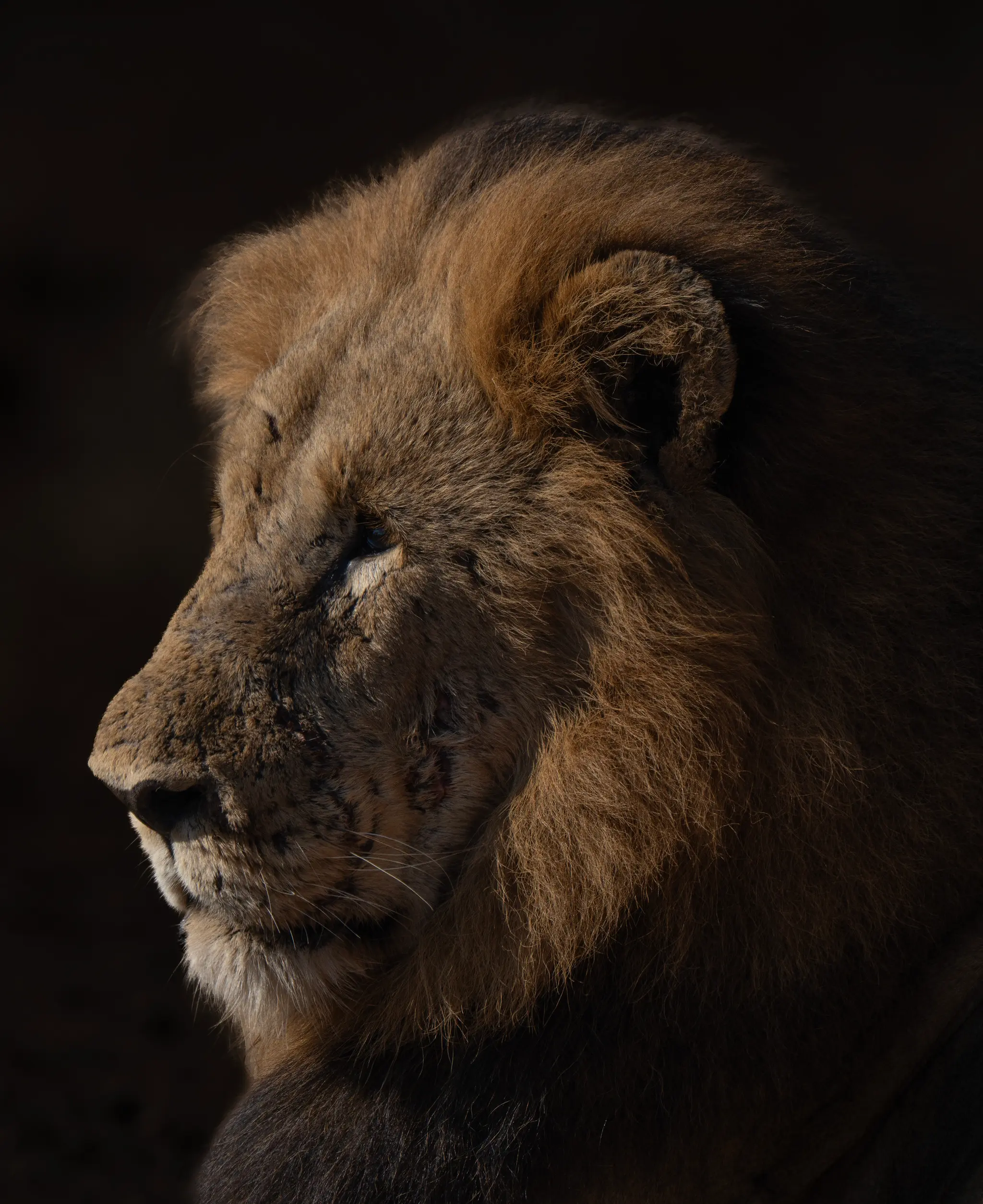 The King