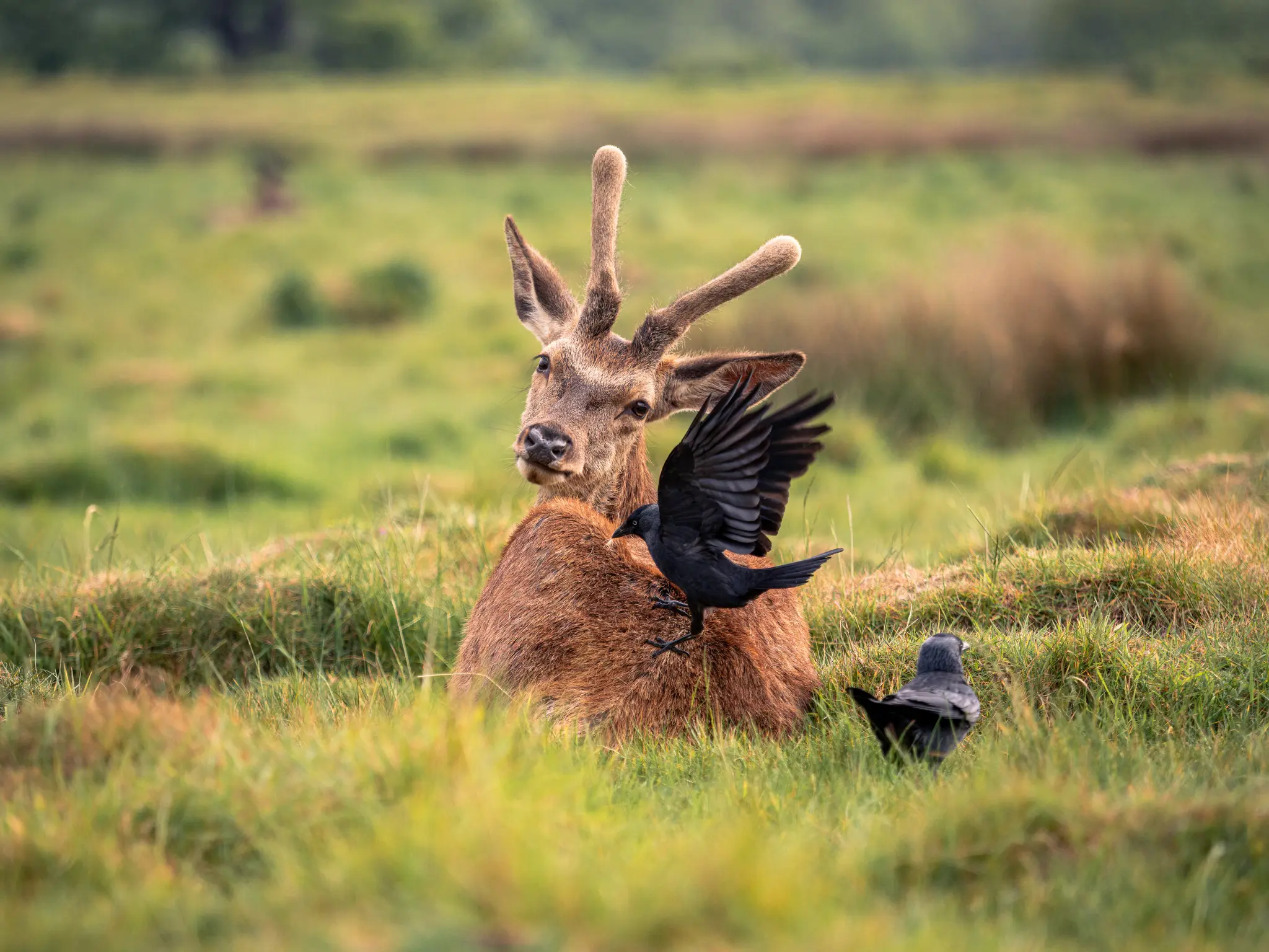 The deer and the 'daw